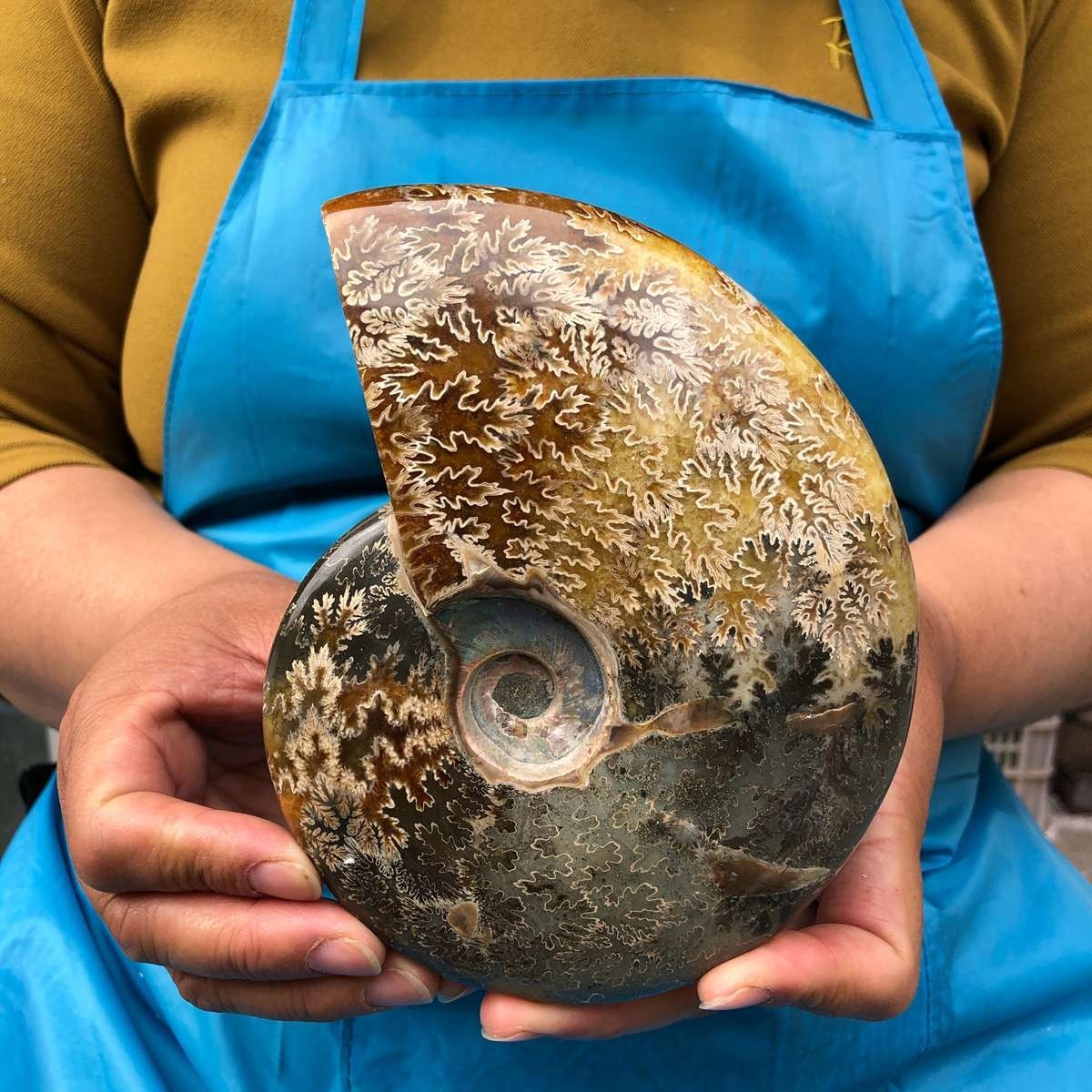 2pc 3.47LB Rare! Natural Tentacle Ammonite Specimen Healing Madagascar