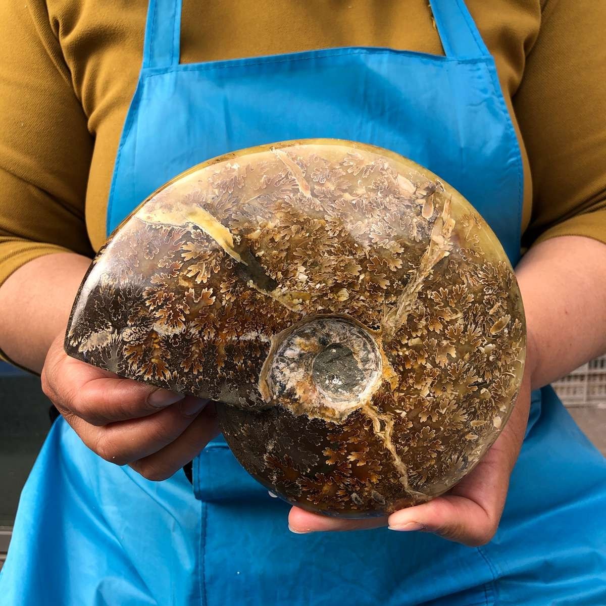 2pc 4.2LB Rare! Natural Tentacle Ammonite Specimen Healing Madagascar