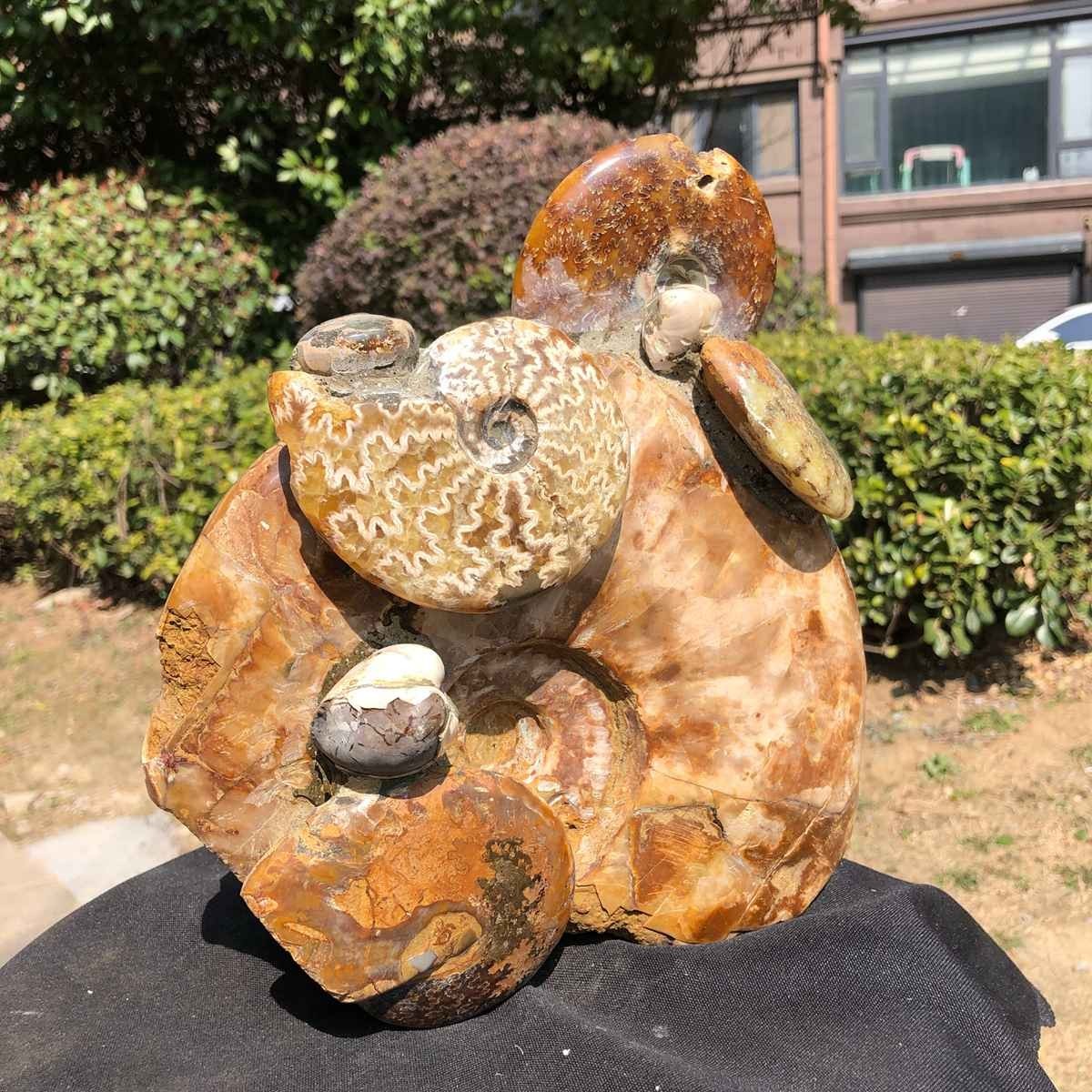 11.04LB Large Natural Beautiful Ammonite Fossil Conch Crystal Specimen Healing