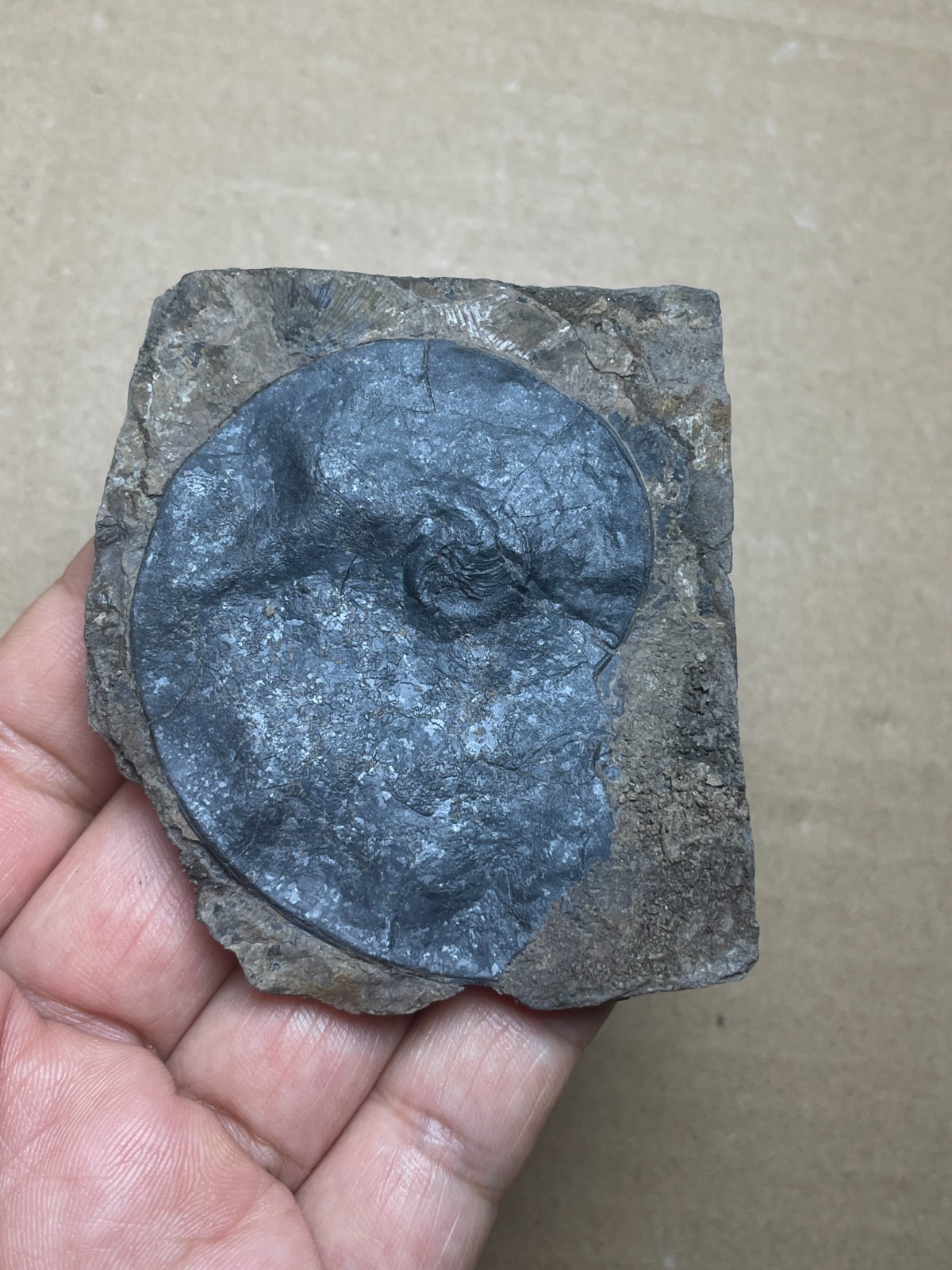 25g Beautiful Oxynoticeras Landscape stone