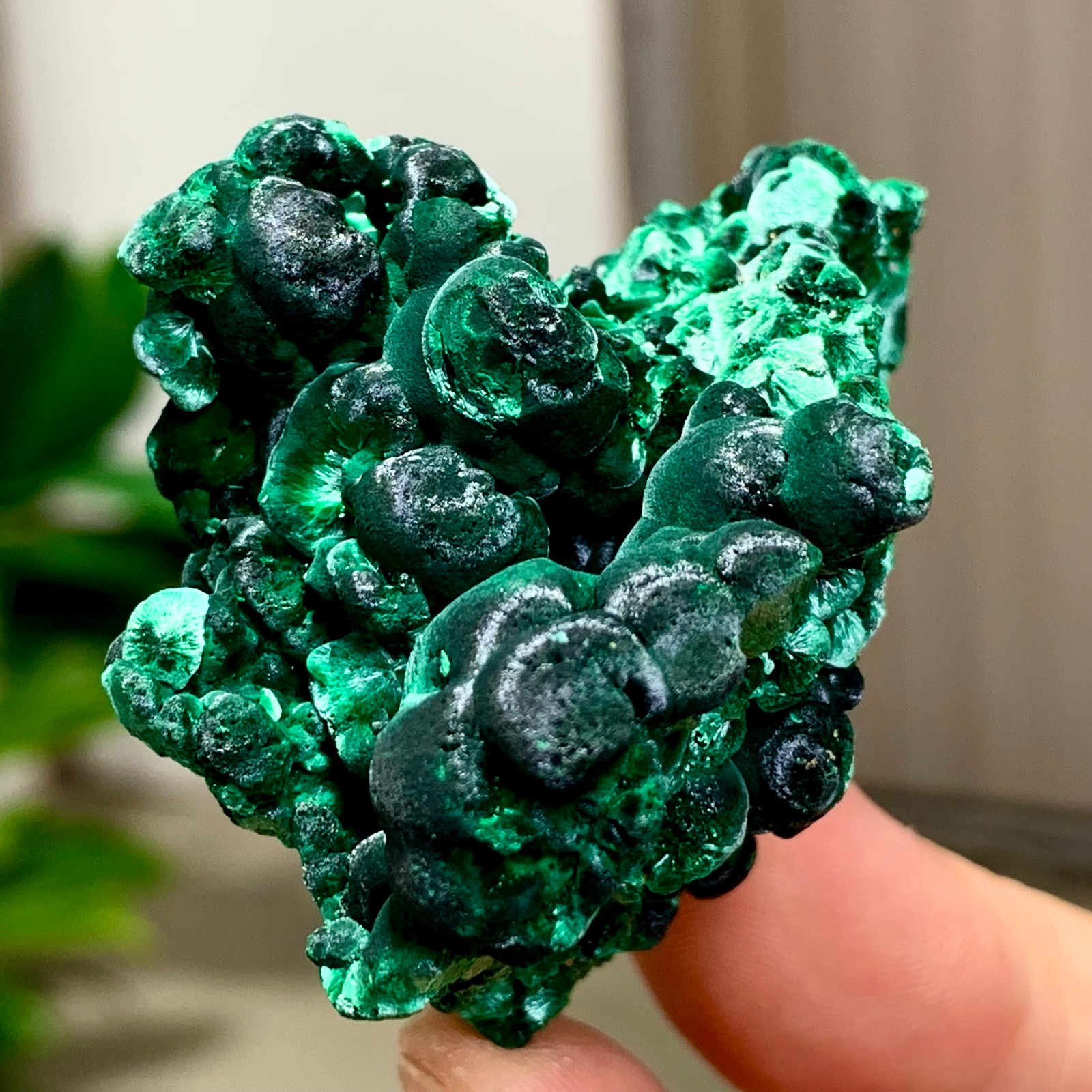 81G Natural glossy malachite cat eye transparent cluster rough mineral Sample