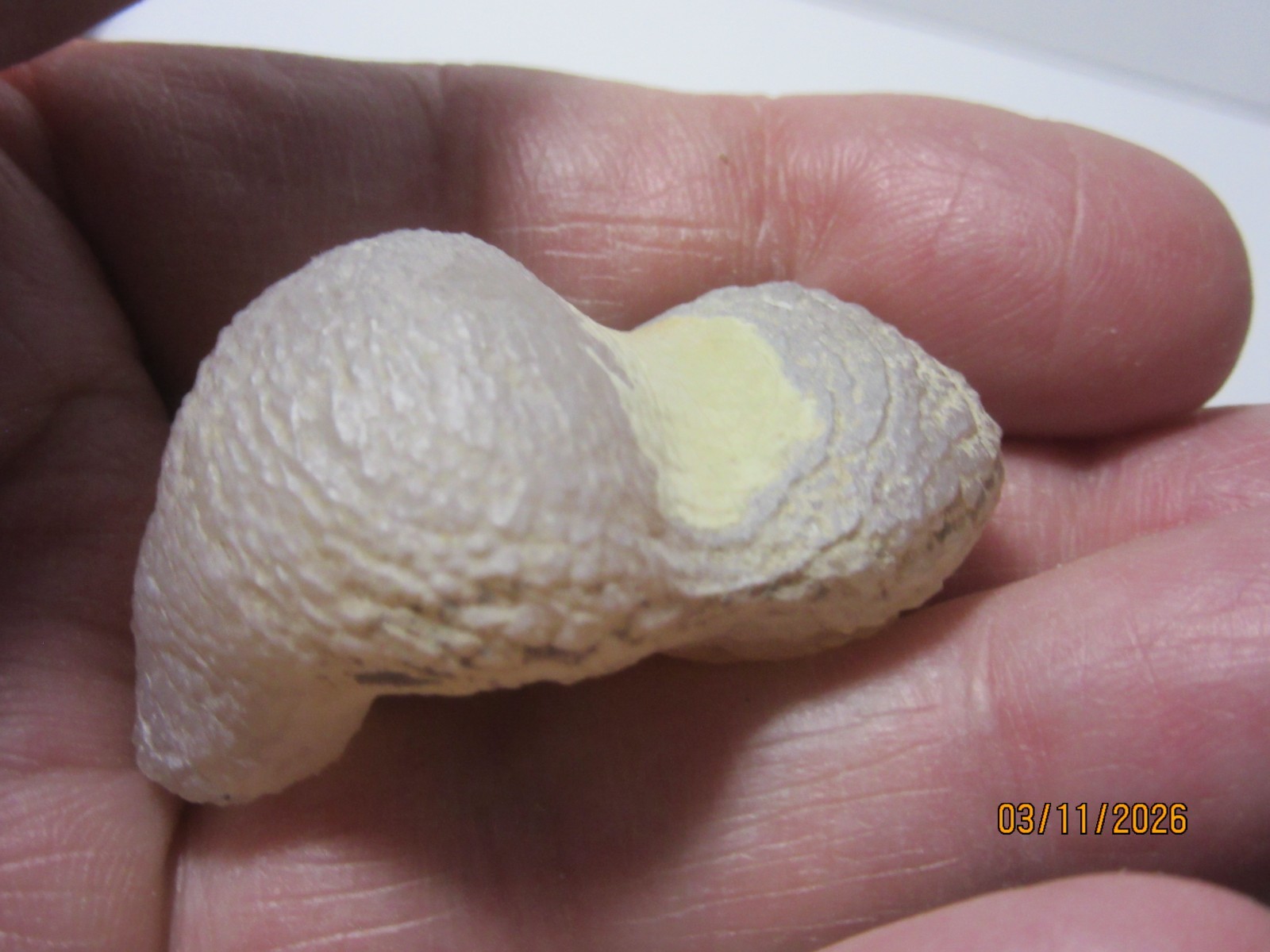 AAA Snake Skin Agate 1 1/2 Inch Quartz Collectible SSAQC-1.5