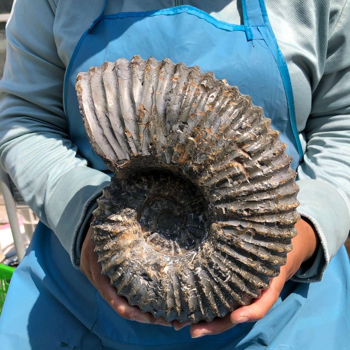 8.84 LB Natural Ammonite Fossil Specimen Home Table Decor Healing Stone 5383