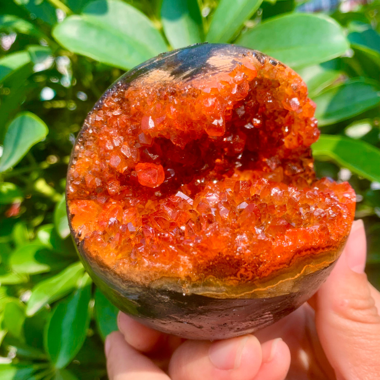 1.26LB Natural Citrine geode quartz crystal open smile sphere Museum Collection