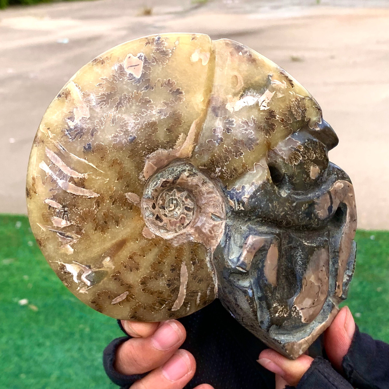 1.92LB Rare! Natural Tentacle Ammonite FossilSpecimen Shell Healing Madagascar