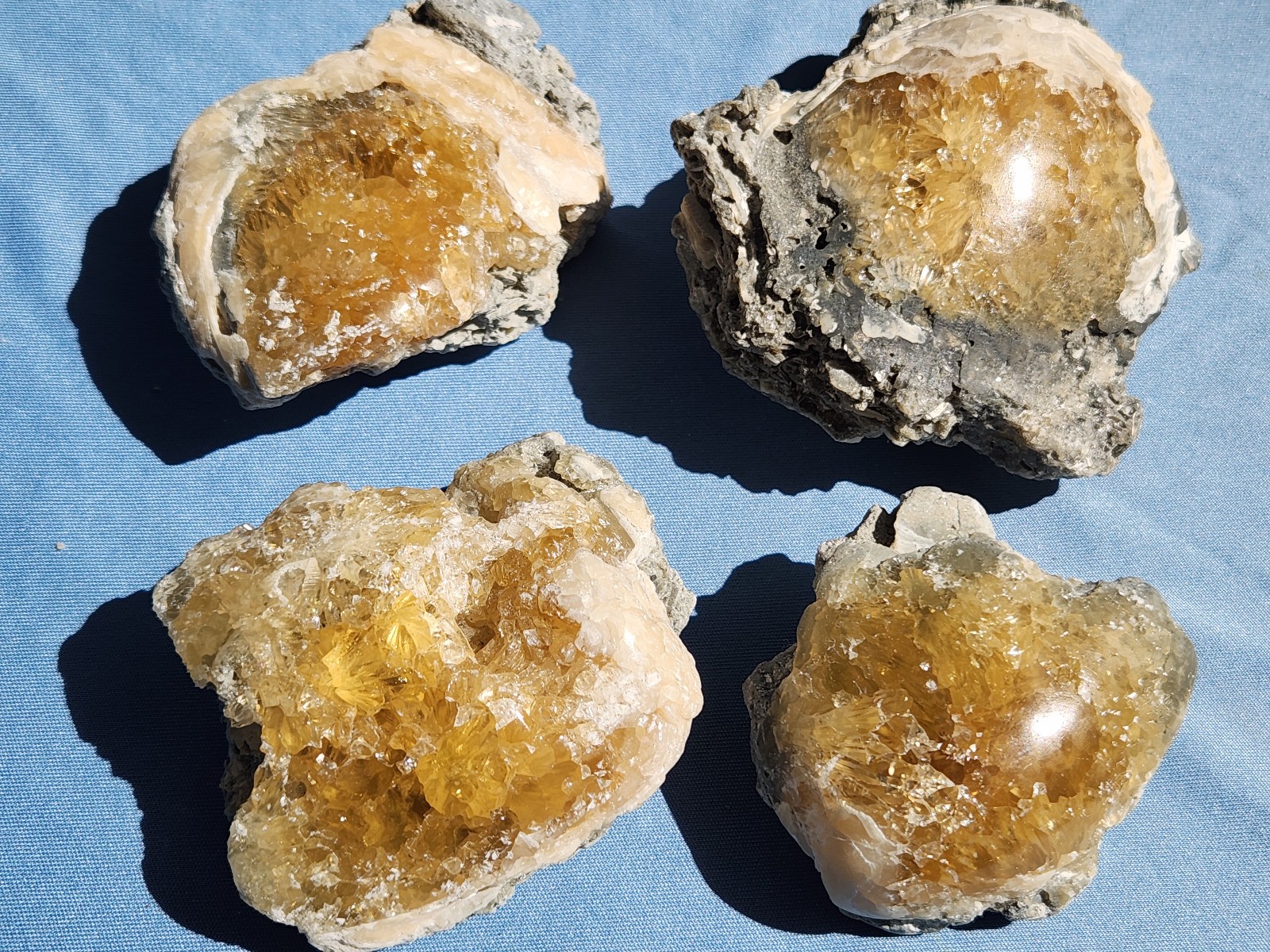 Set of 4 POLISHED Honey Calcite Crystal Fossil Clams Florida Rucks Pit UNIQUE