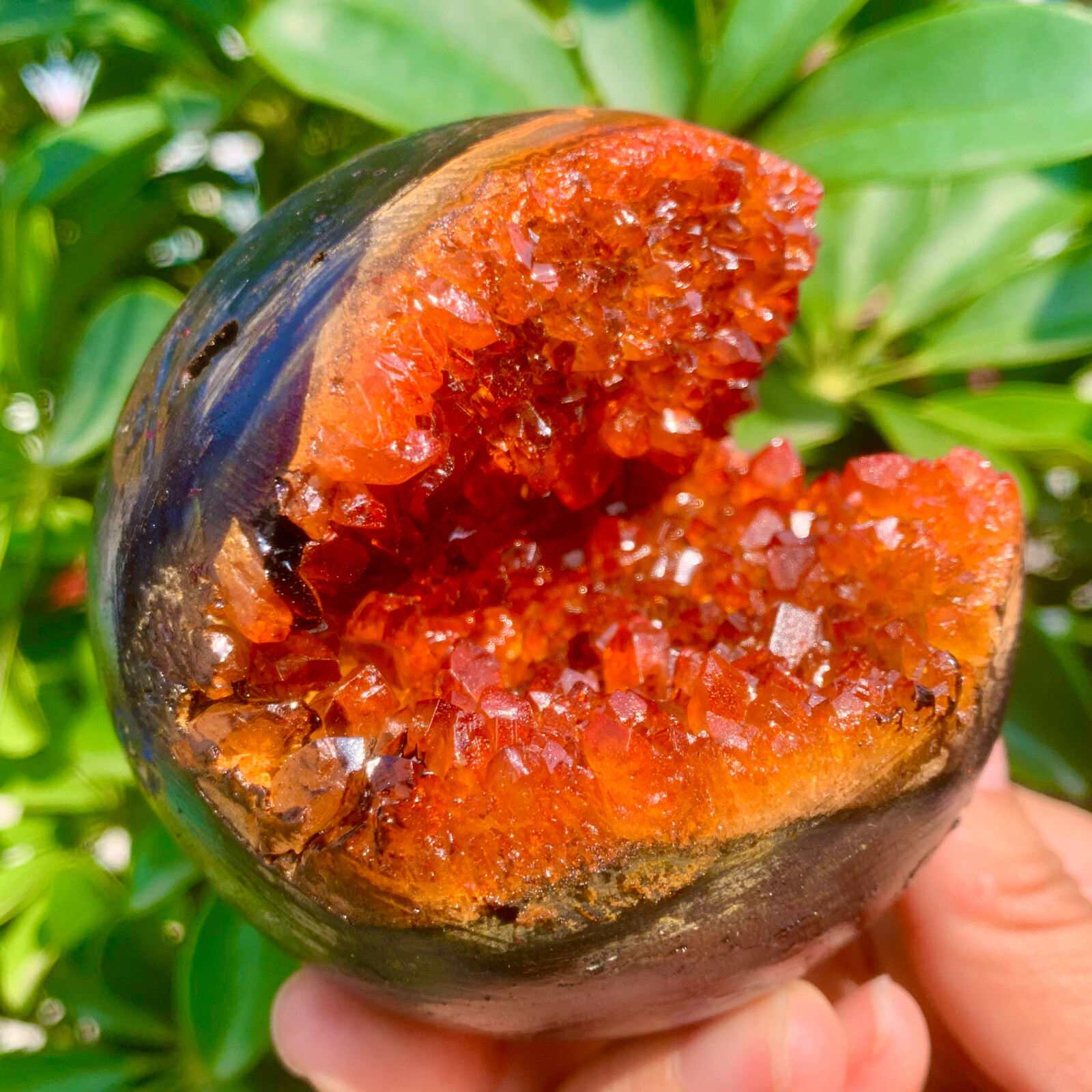 1.26LB Natural Citrine geode quartz crystal open smile sphere Museum Collection