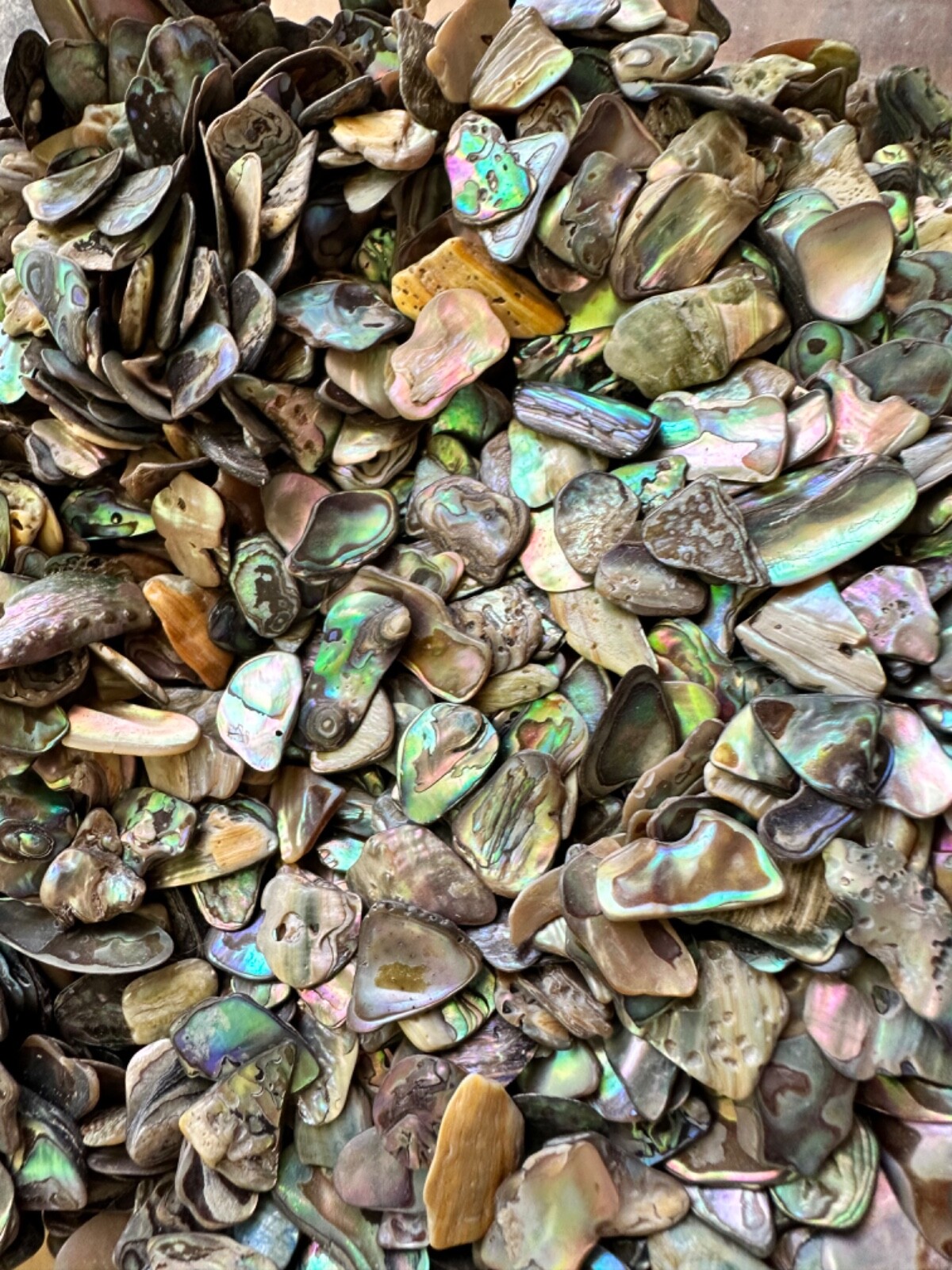 1/2LB Abalone PAUA Shells XS 1/8”-1/2” Reiki Healing Seashells Sorted