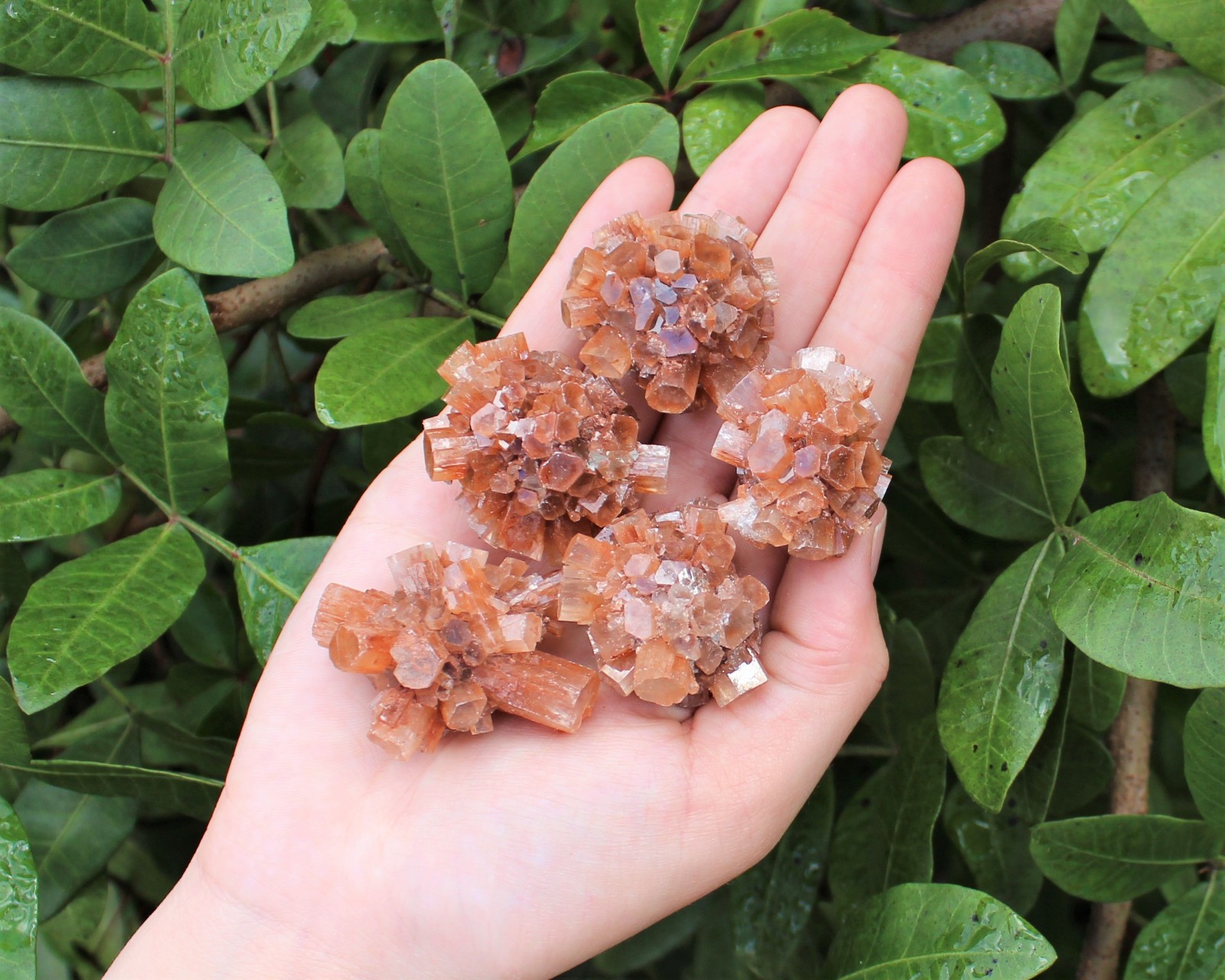 Mini Aragonite Clusters from Morocco ‘A’ Grade Aragonite Crystals, 0.75 – 1.5″
