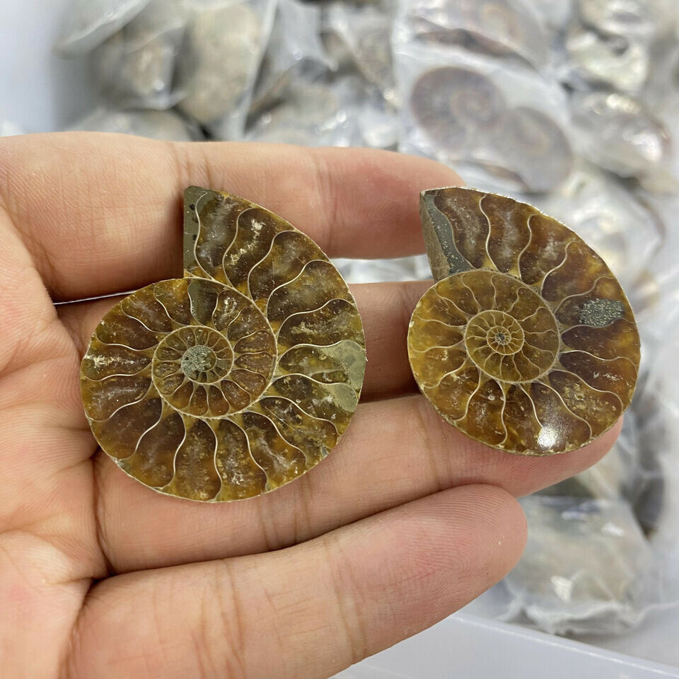 TOP!2.2LB Natural ammonite conch fossil crystal specimen Reiki CARE decor 1KG