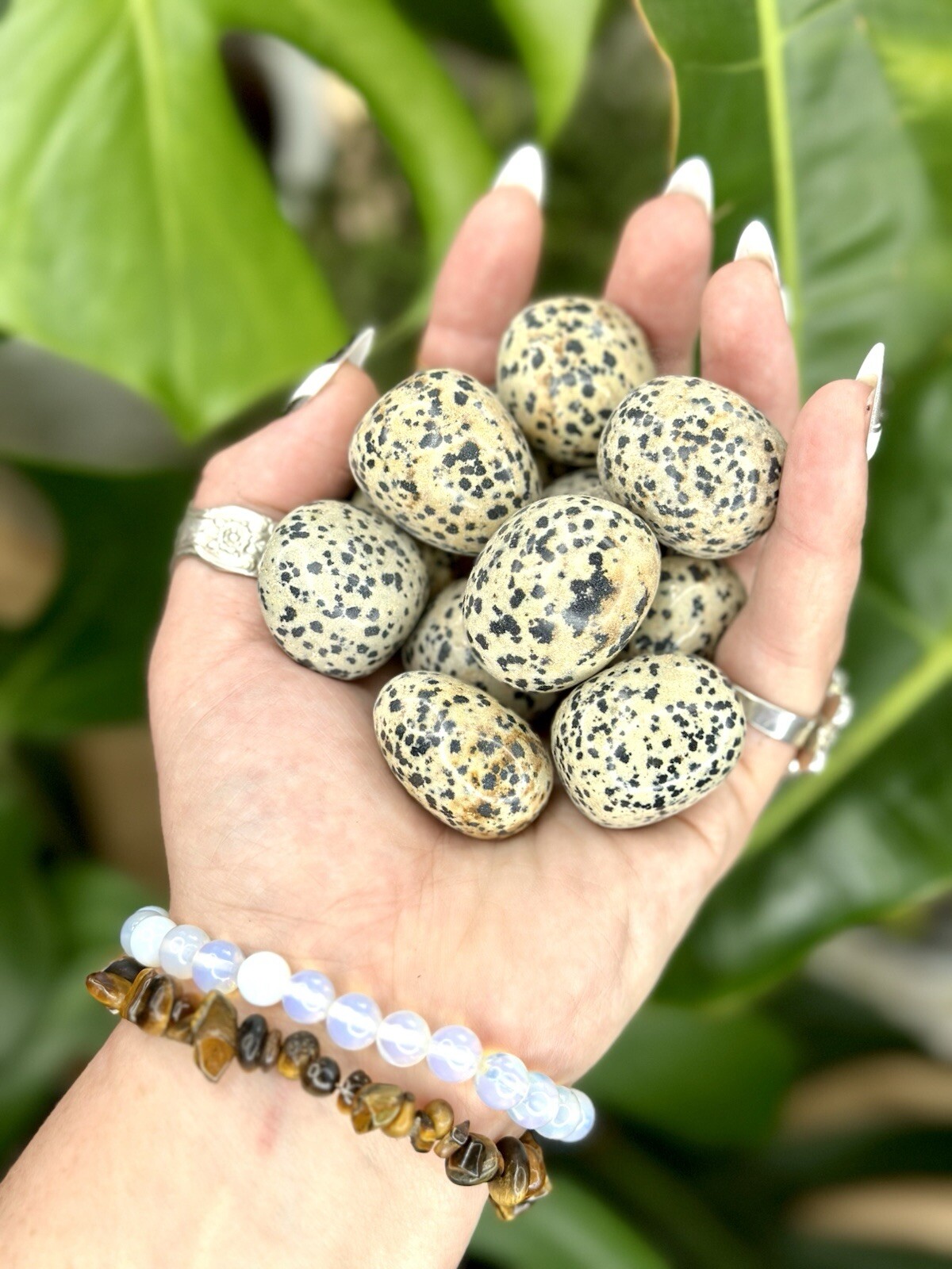 Dalmatian Jasper Tumbled Crystal Stones, 1/2 inch to 2 inch, Grade AAA+
