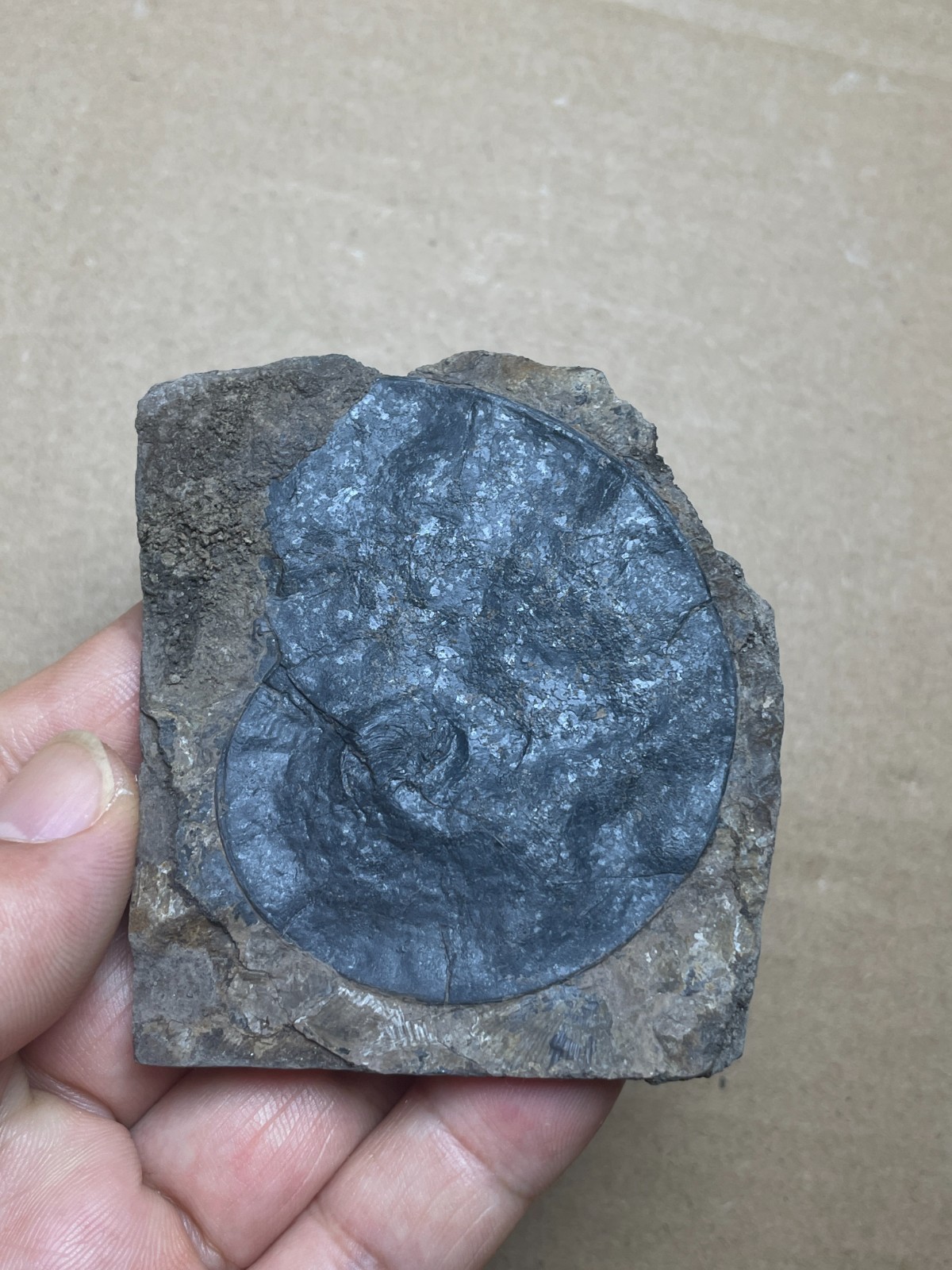 25g Beautiful Oxynoticeras Landscape stone