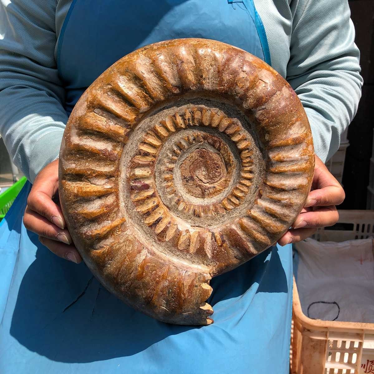 9.96LB Natural Beautiful Ammonite Fossil Conch Crystal Specimen Healing 5402