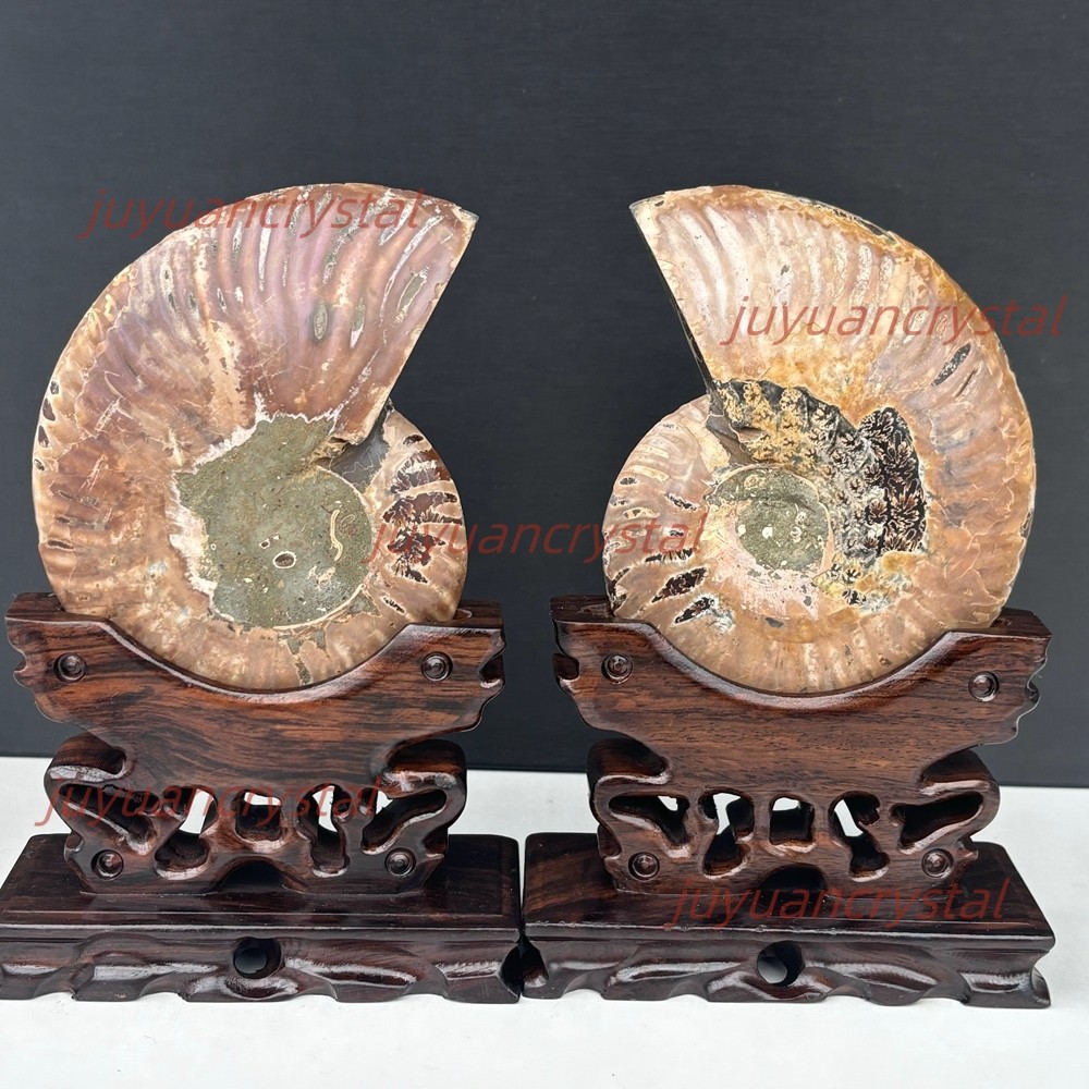 Natural Ammonite Fossil Conch Crystal Specimen Healing + Stand 1pc