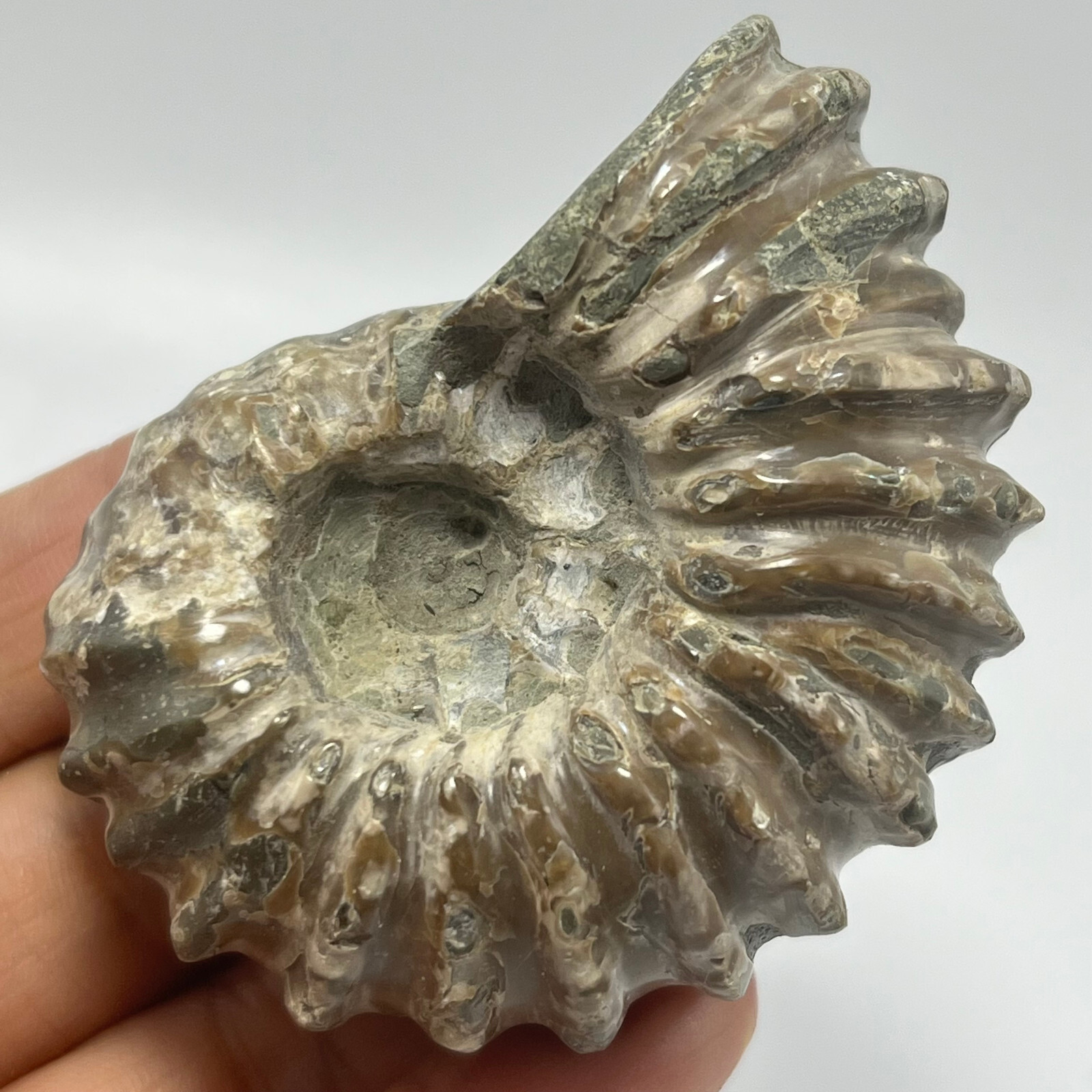 114g Natural conch Ammonite specimens of Madagascar Y43