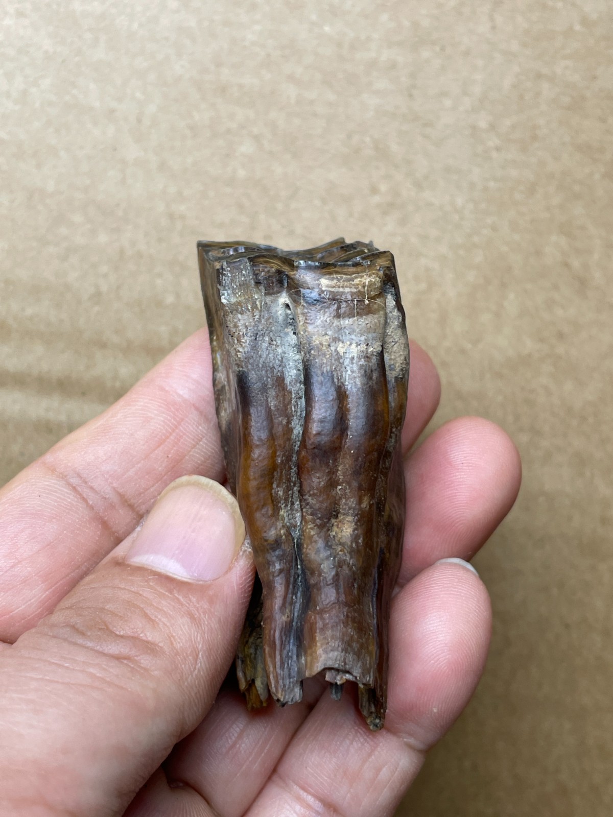 50g beautiful Ice Age tooth collection