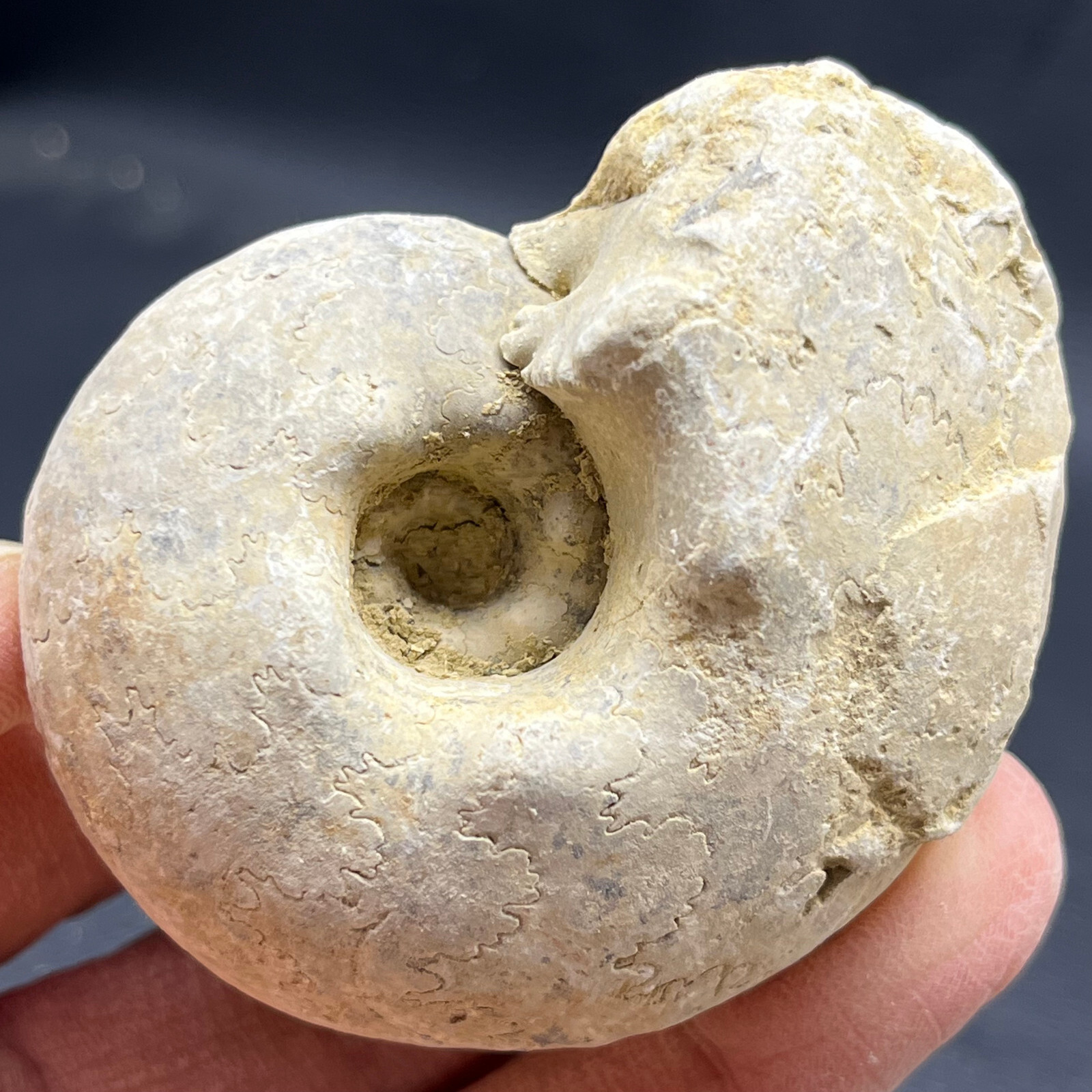139G Natural conch specimens from Madagascar Rough without any treatment V21