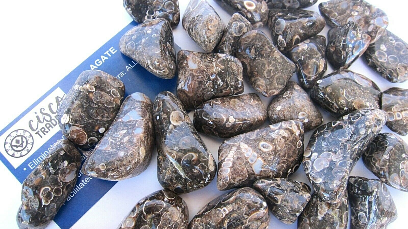 1X Turritella Agate Tumbled Stone 35-40mm Reiki Healing Crystal Fear of Water