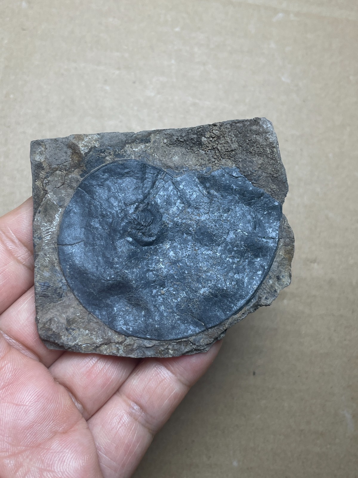25g Beautiful Oxynoticeras Landscape stone