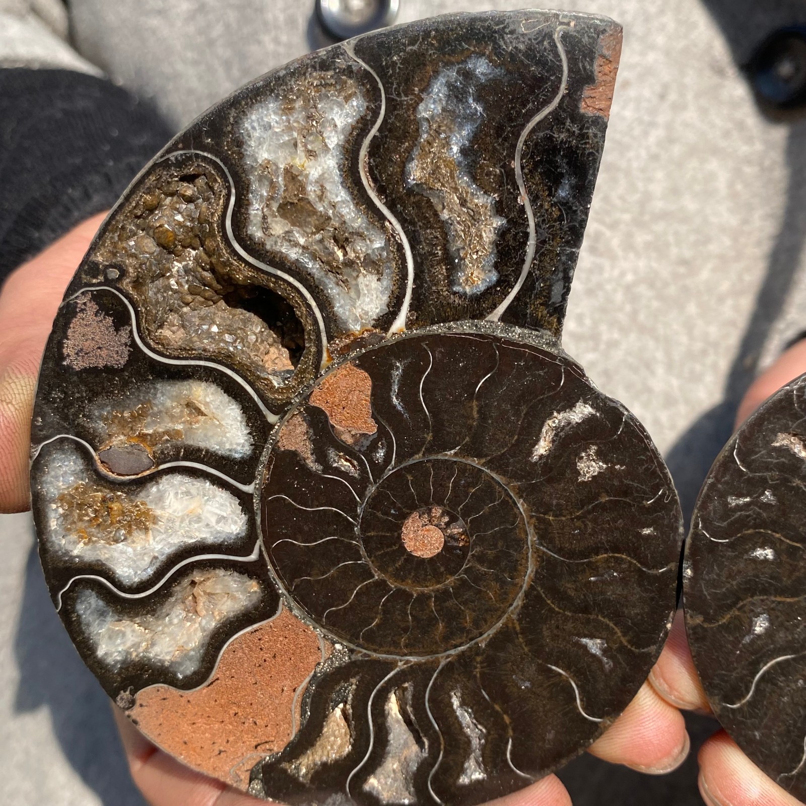 320g PAIR Natural Ammonite Ammonoid Fossil Deep Cavity Crystals Rough Specimen