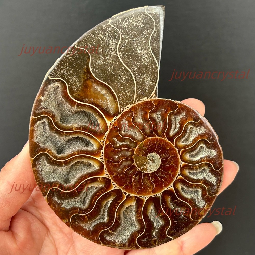 Natural Ammonite Fossil Conch Crystal Specimen Healing + Stand 1pc