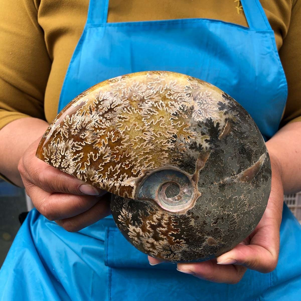 2pc 3.47LB Rare! Natural Tentacle Ammonite Specimen Healing Madagascar