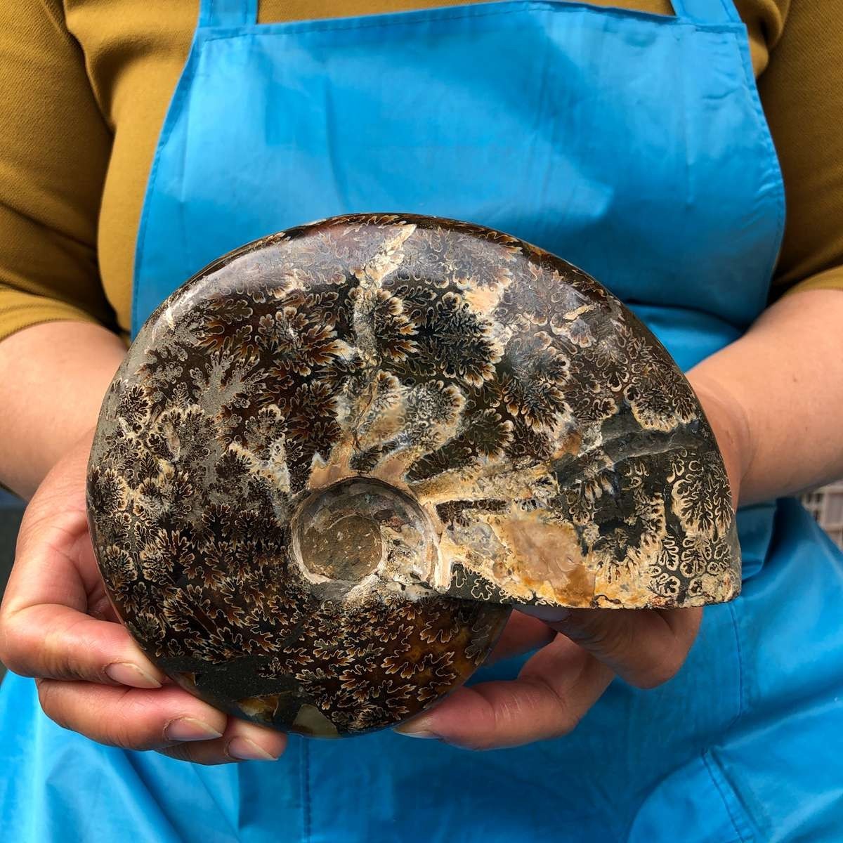 2pc 3.47LB Rare! Natural Tentacle Ammonite Specimen Healing Madagascar