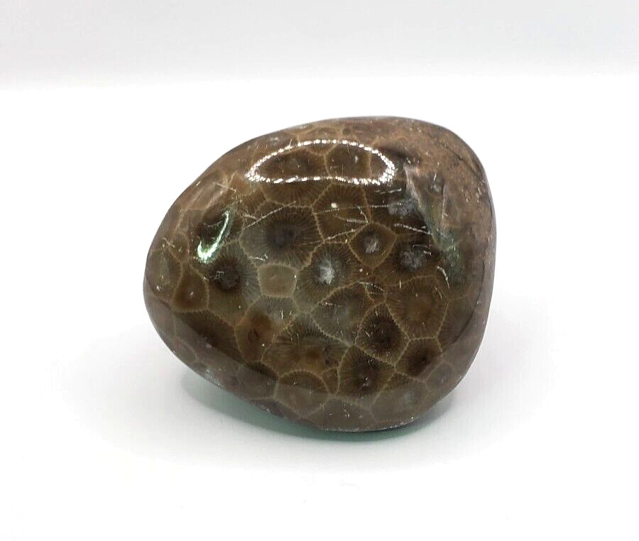 Natural Michigan Petoskey Stone with Polished Side 2-1/2×2-1/4×1-1/2 inches 161g