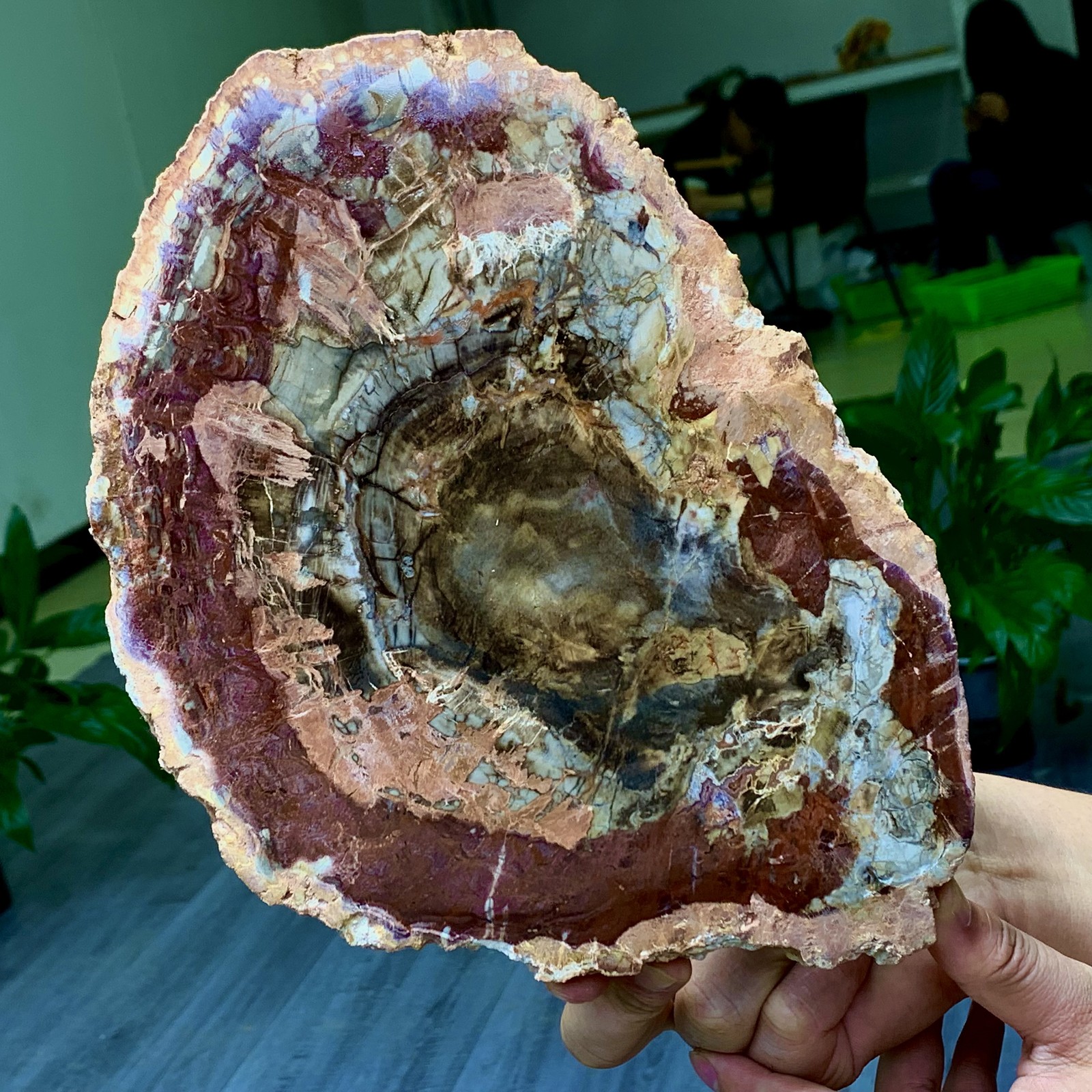 3.31LB Natural Petrified Wood Crystal Fossil Slice Shape Specimen Healing
