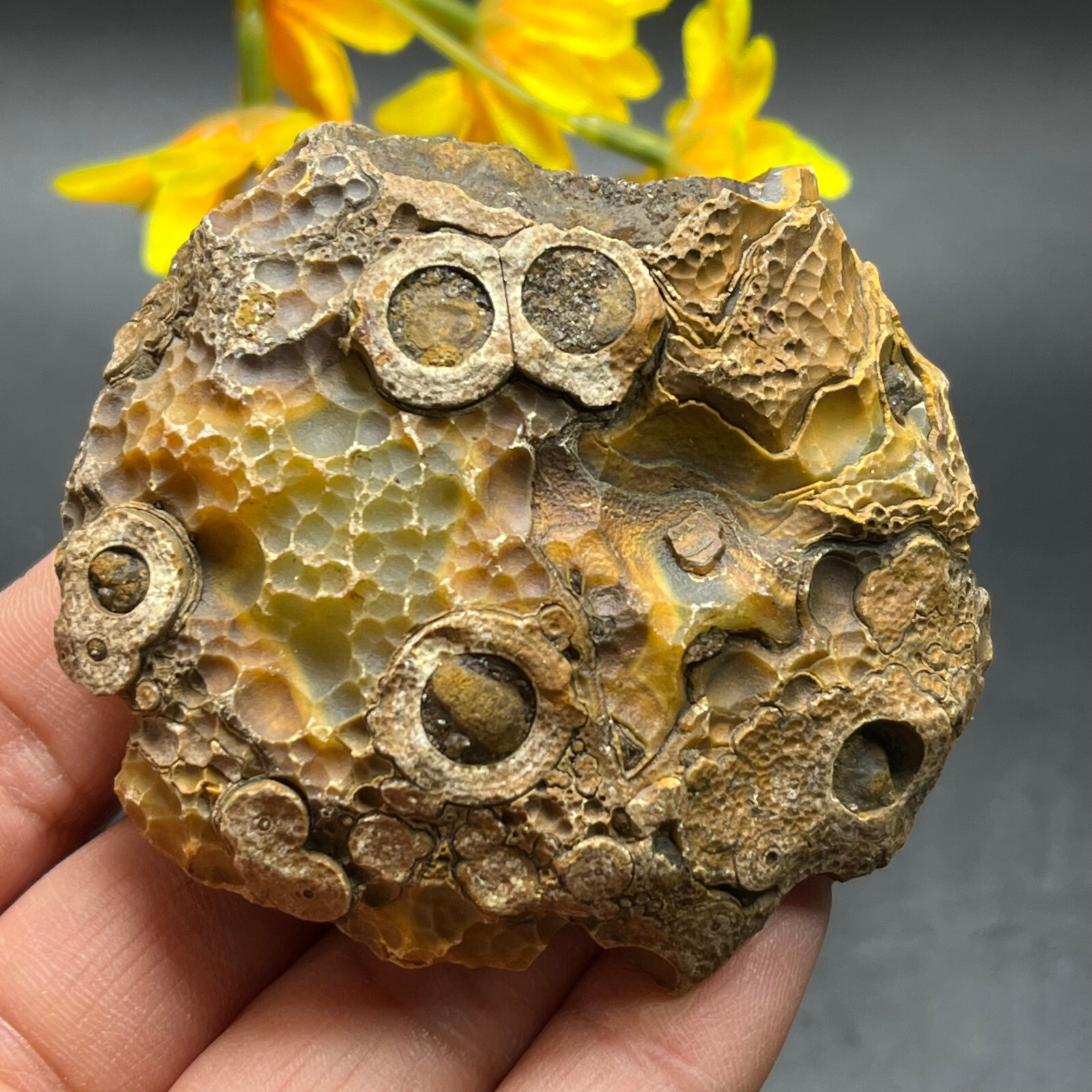 120g natural Bonsai Suiseki-Natural Gobi Agate Eyes Stone-Rare Stunning-PN8