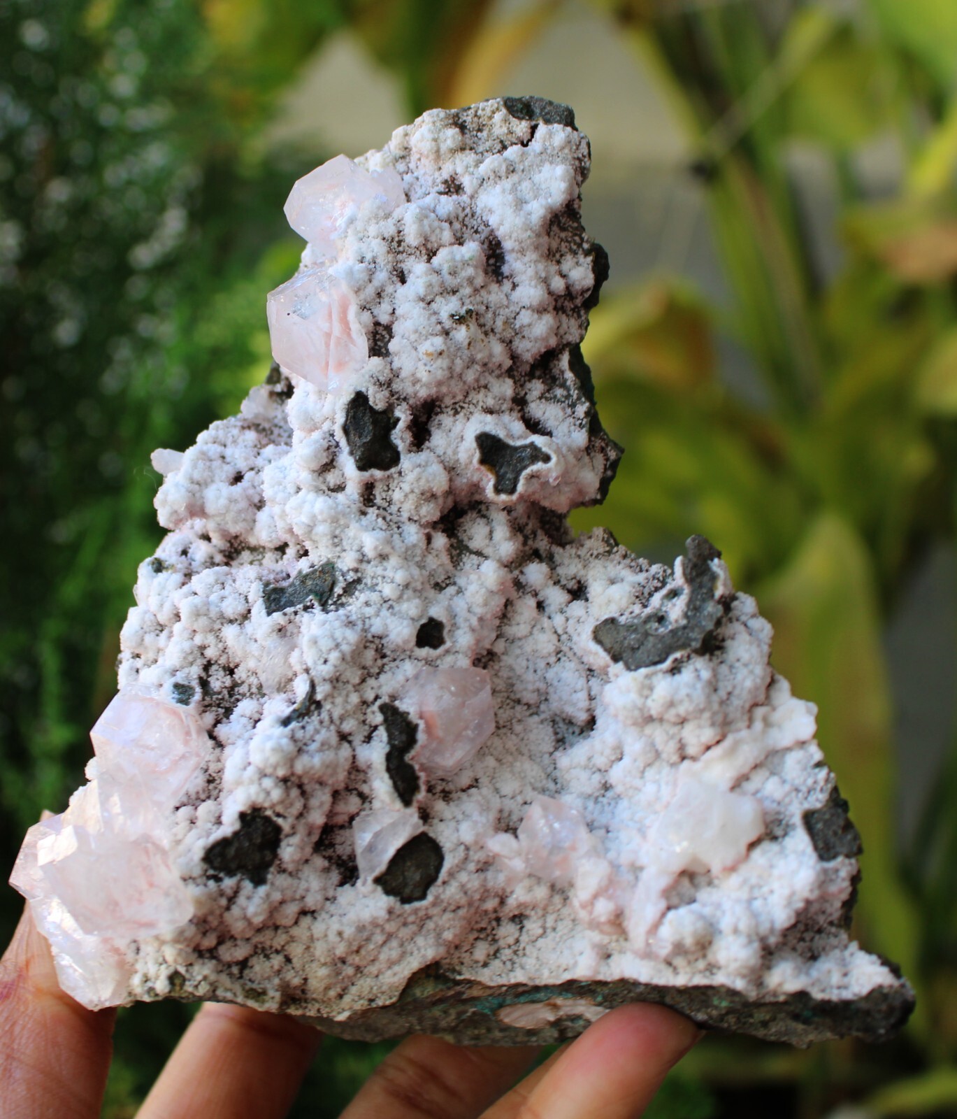 Apophyllite Crystals On Chalcedony Coral Matrix Minerals Specimen #M3