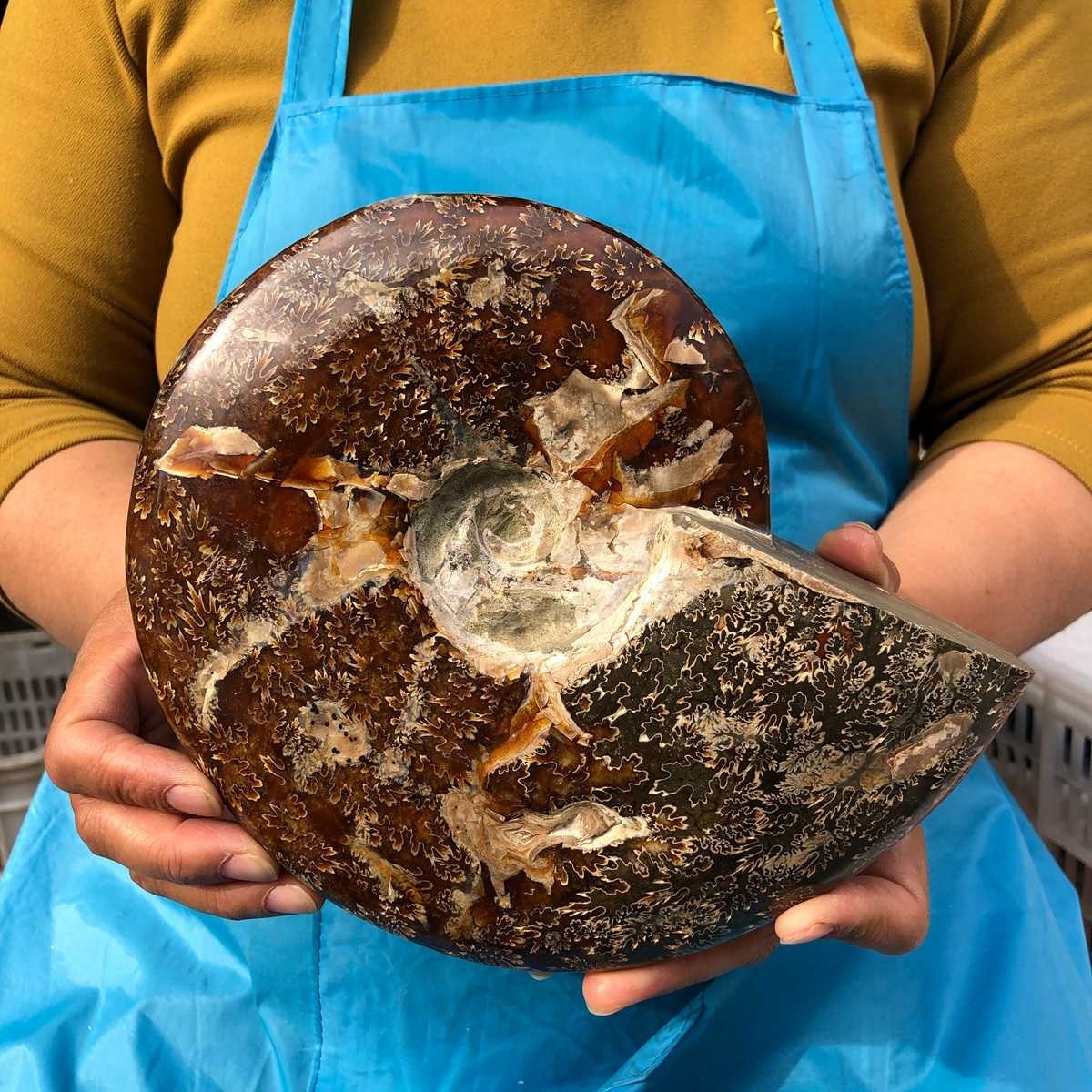 3.91LB Polishing and Restoration of Natural Conch Specimens from Madagascar 4604