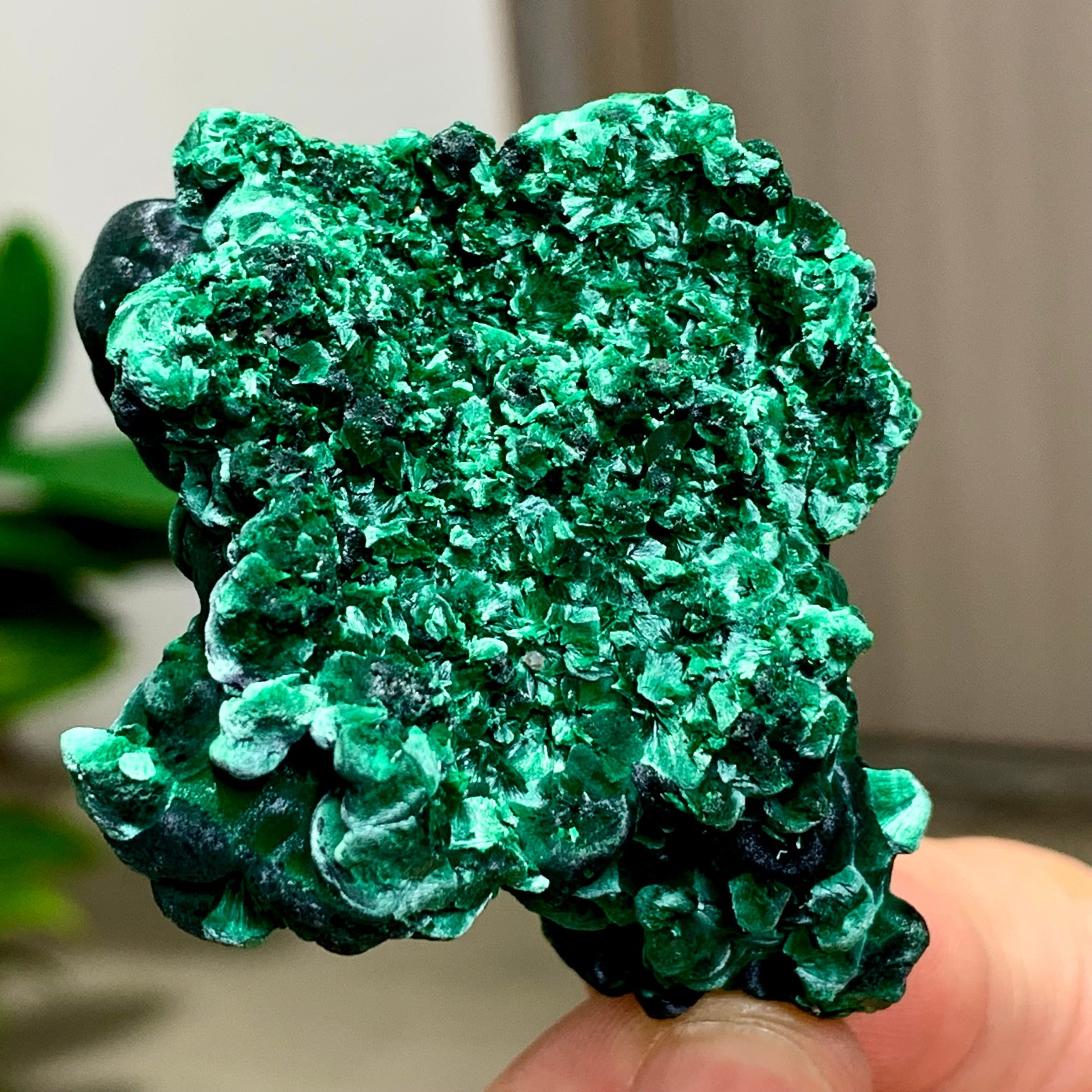 81G Natural glossy malachite cat eye transparent cluster rough mineral Sample