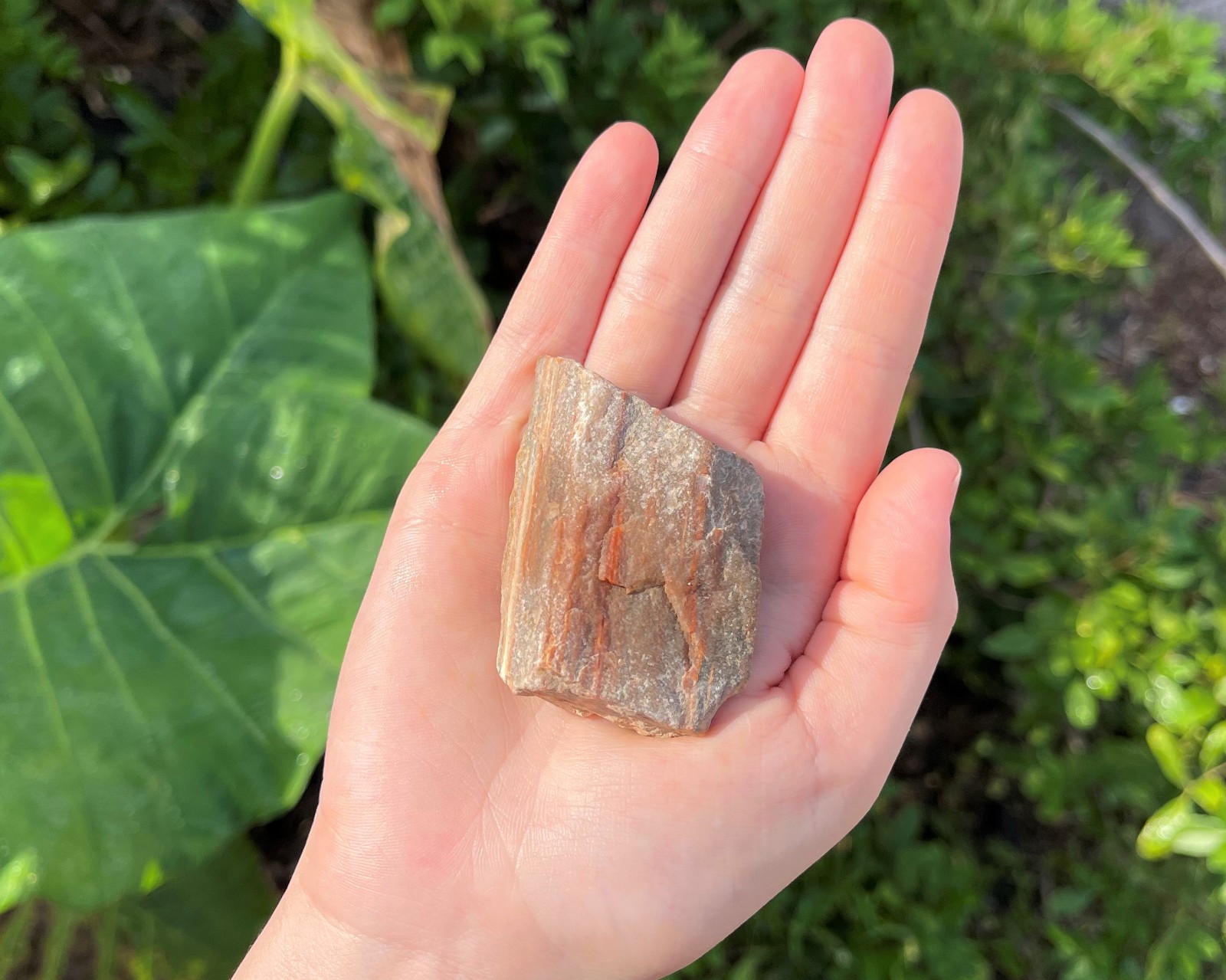 Single LARGE Rough Petrified Wood Crystal, 2-3″ (Natural Raw Petrified Wood)
