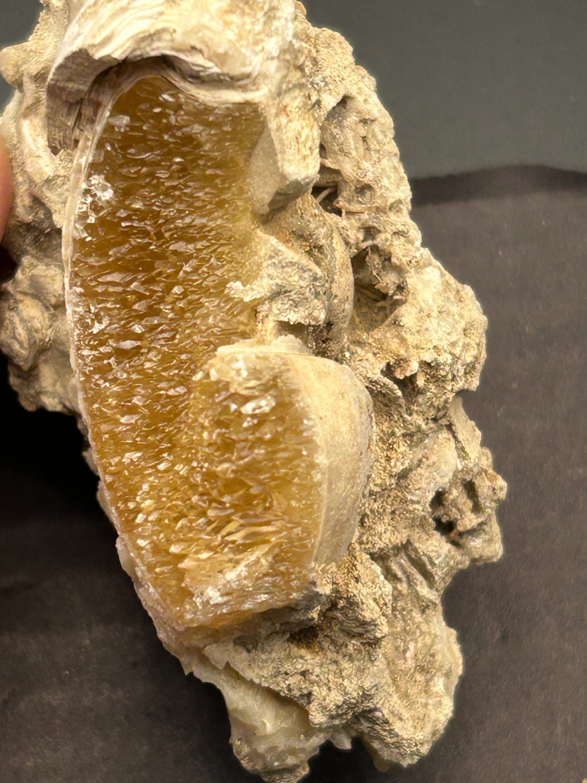 Golden Calcite Crystal Fossil Clam Mercenaria Shell Rucks Pit Florida Fort Drum