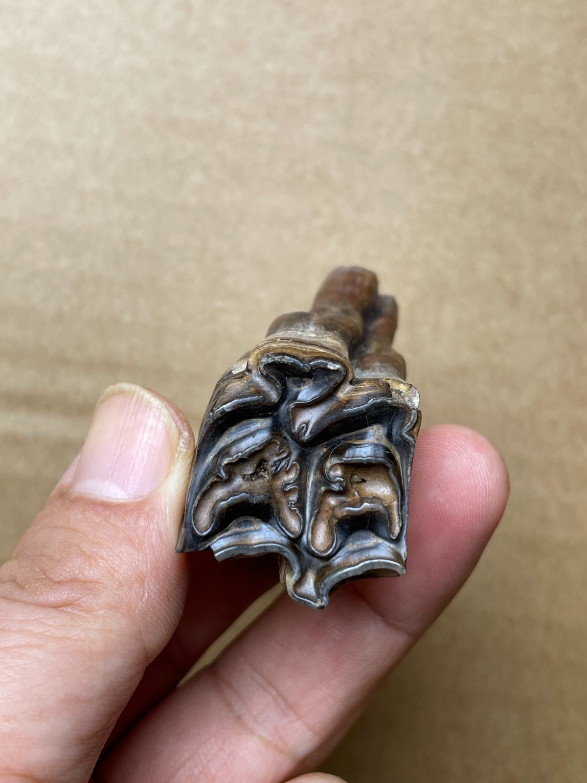 50g beautiful Ice Age tooth collection