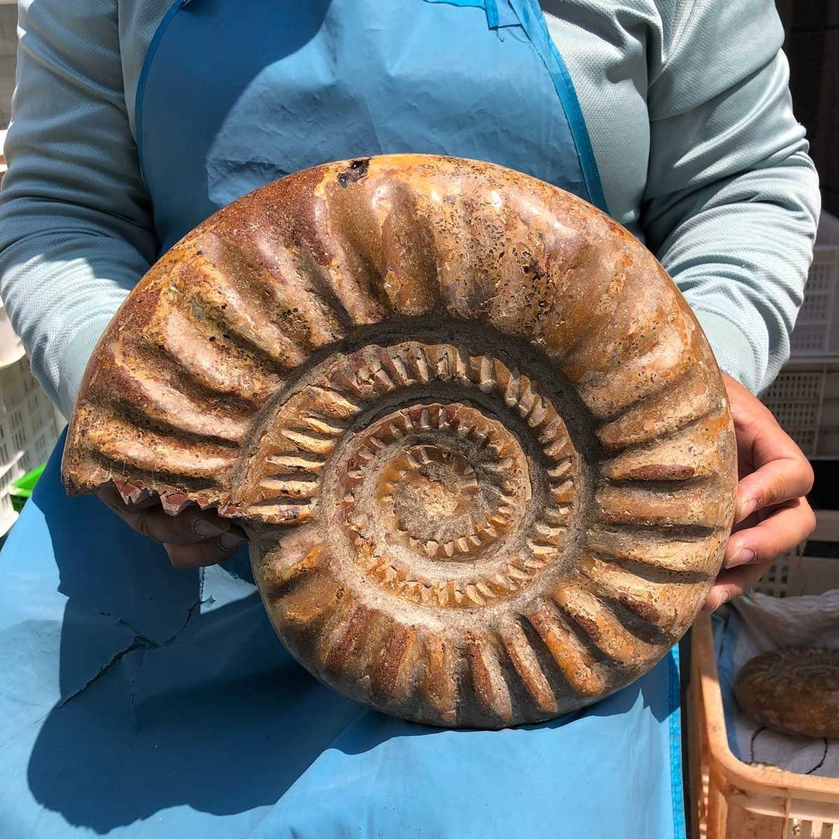 10.67LB Large Natural Beautiful Ammonite Fossil Conch Crystal Specimen Healing