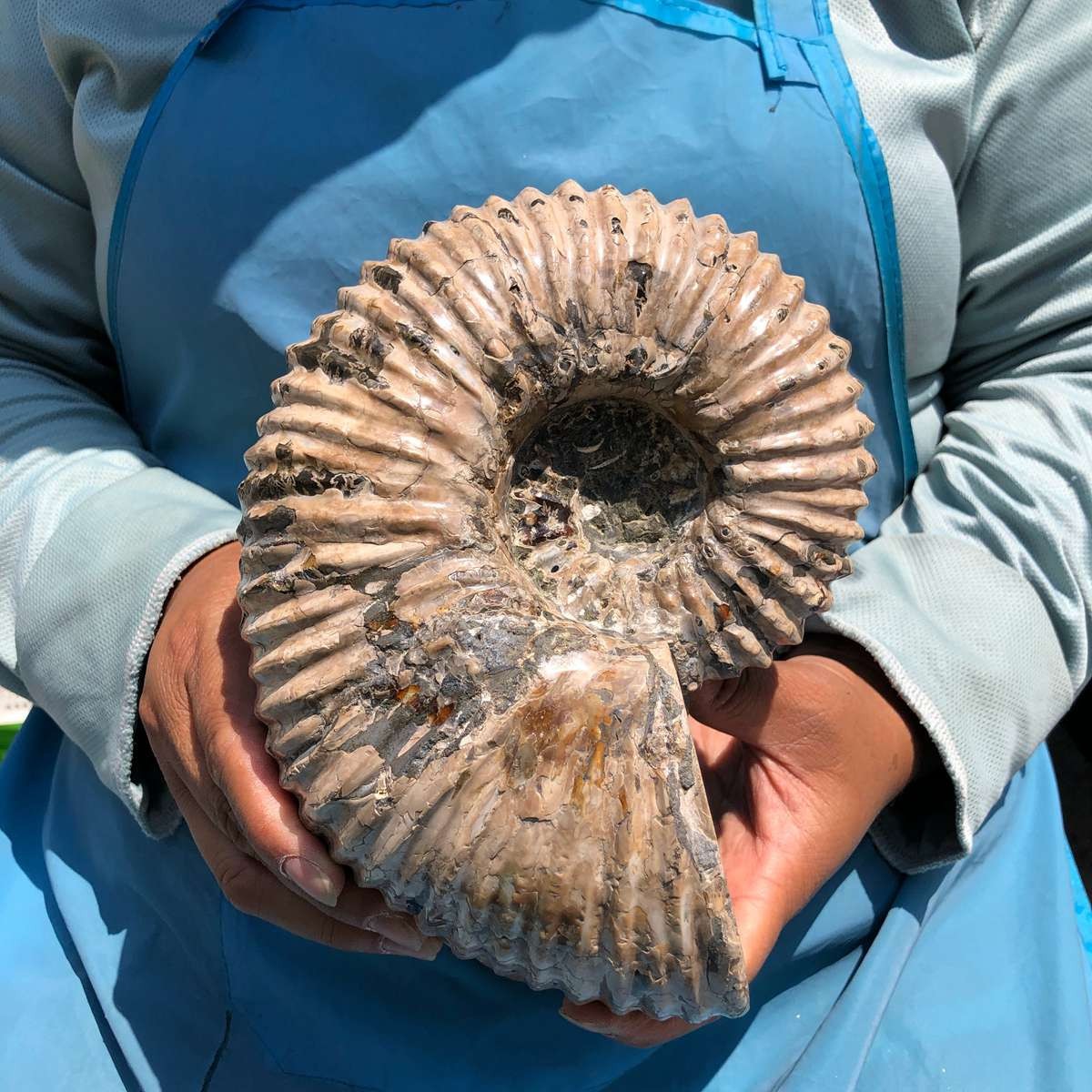 3110G TOP Natural Beautiful fossil conch crystal mineral specimen healing 5393