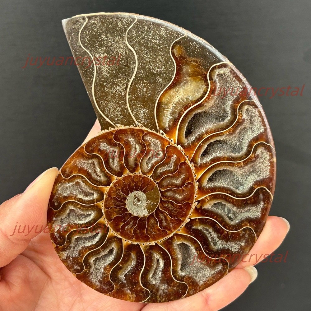 Natural Ammonite Fossil Conch Crystal Specimen Healing + Stand 1pc