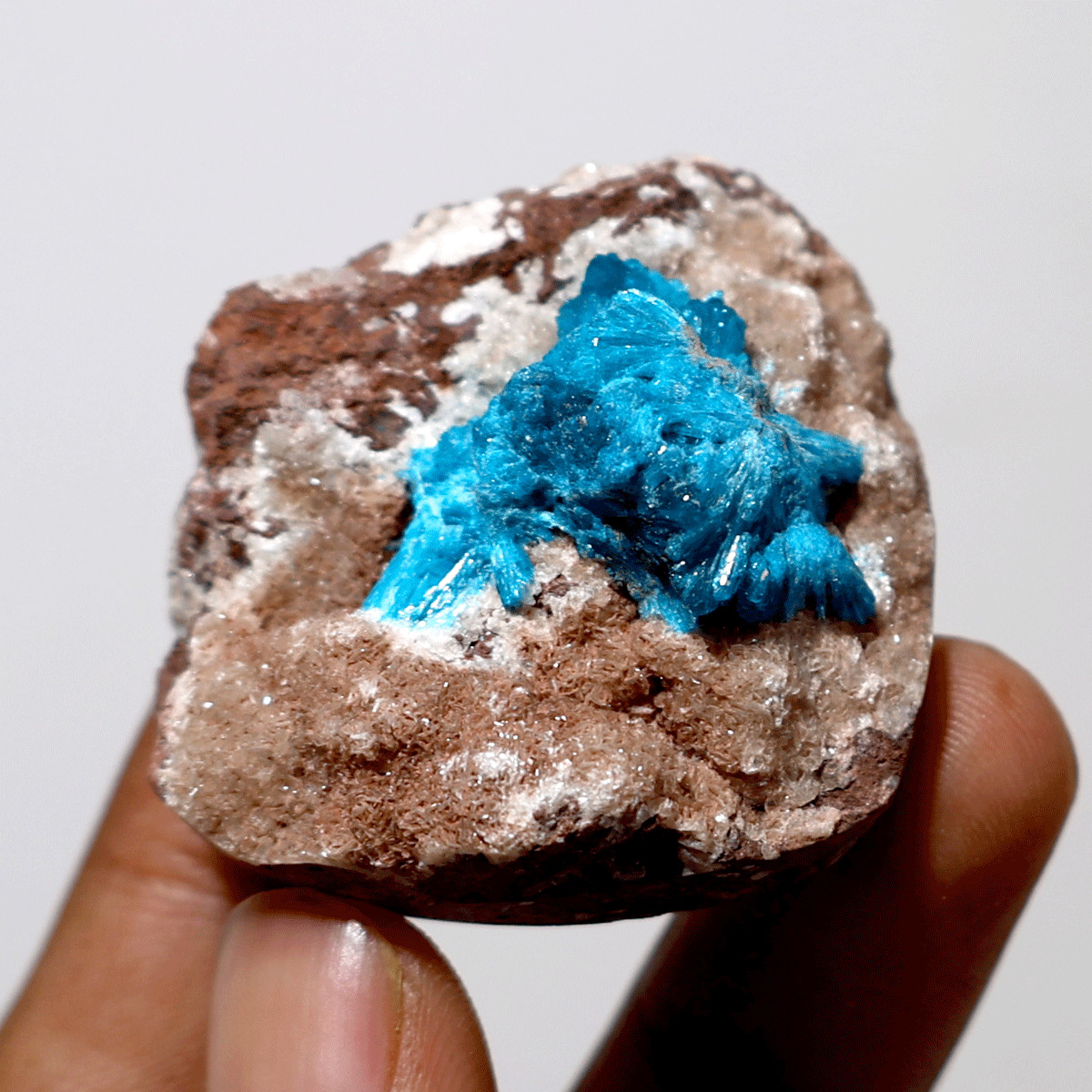 Electric Earth Treasure — Natural Cavansite Palm — Blooming Mineral Collection
