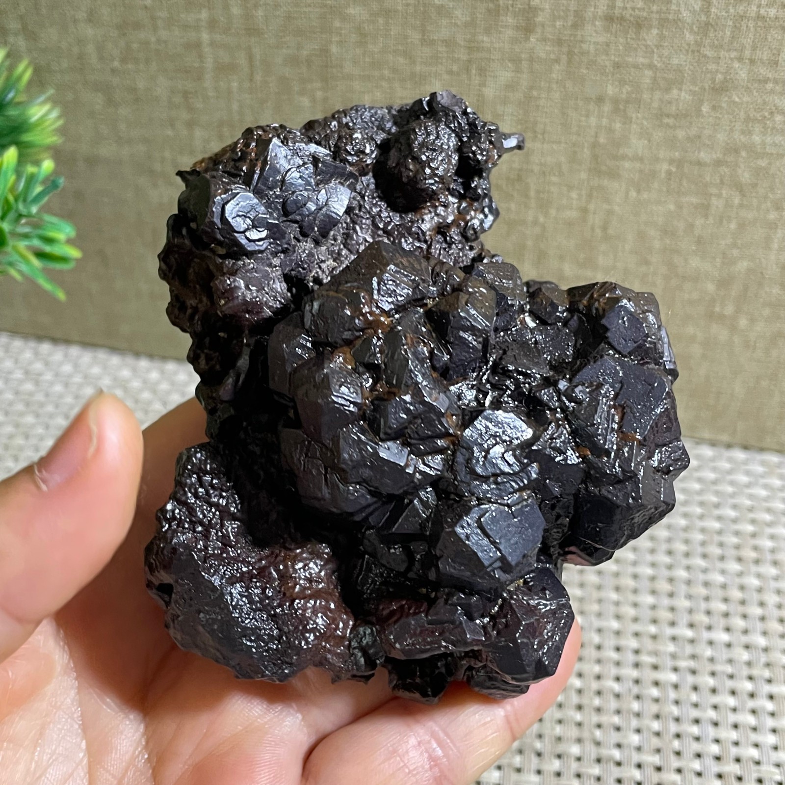 329g Limonite & Hematite pseudomorph after Marcasite Prophecy Rock Stone
