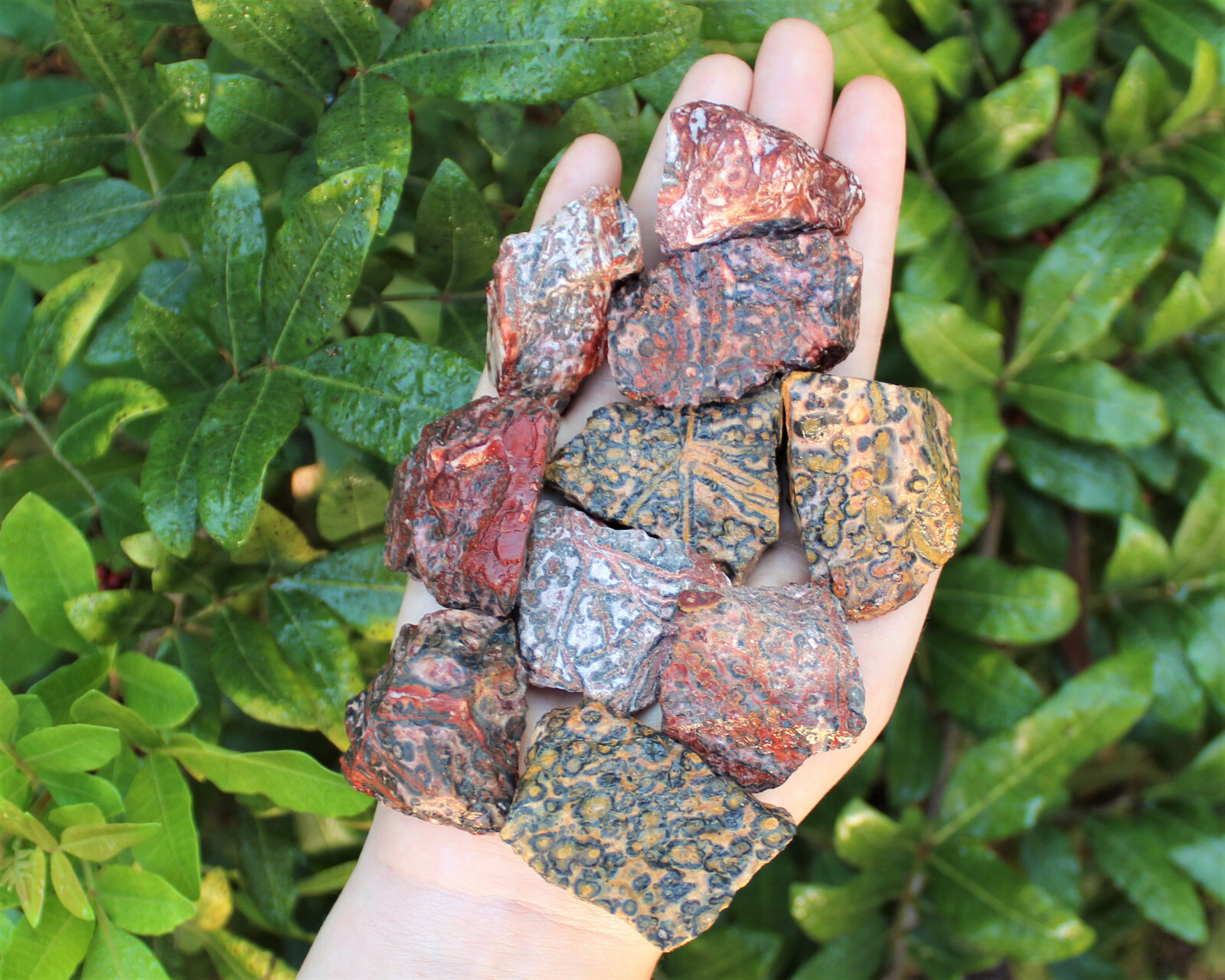 Leopard Skin Jasper Rough Natural Stones Bulk lots (Raw Leopard Skin Jasper)