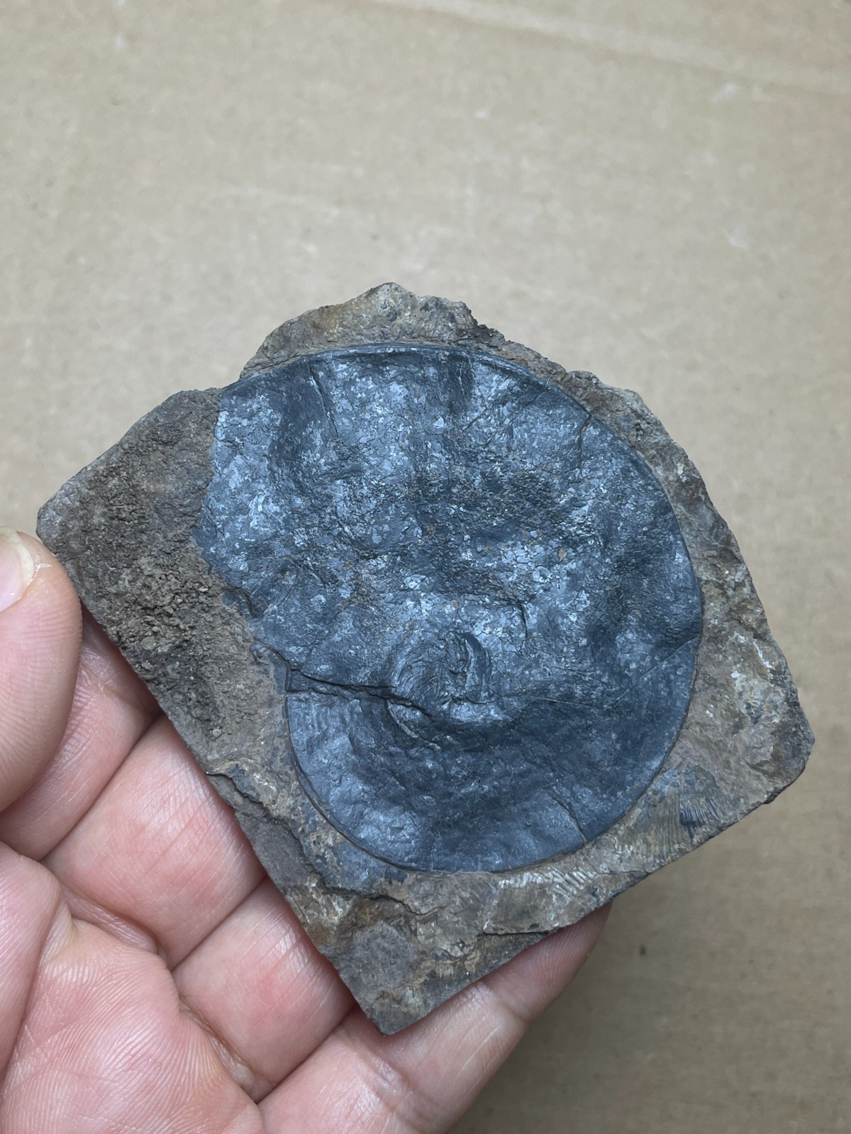 25g Beautiful Oxynoticeras Landscape stone