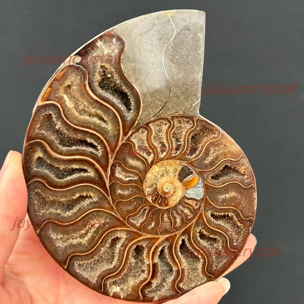Natural Ammonite Fossil Conch Crystal Specimen Healing + Stand 1pc