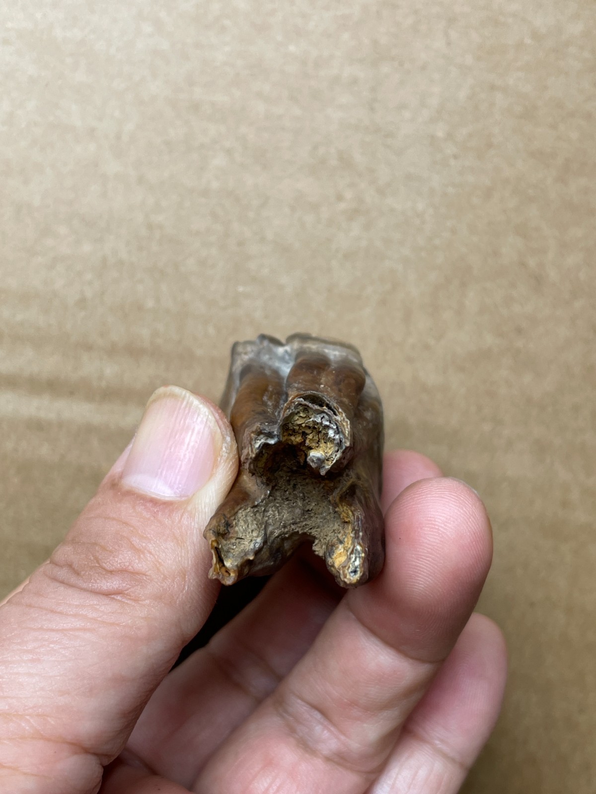 50g beautiful Ice Age tooth collection