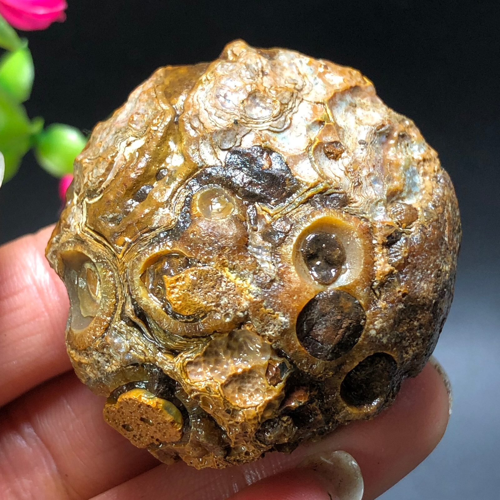 75g Bonsai Suiseki-Natural Gobi Agate Eyes Stone-Rare Stunning Viewing-PT20