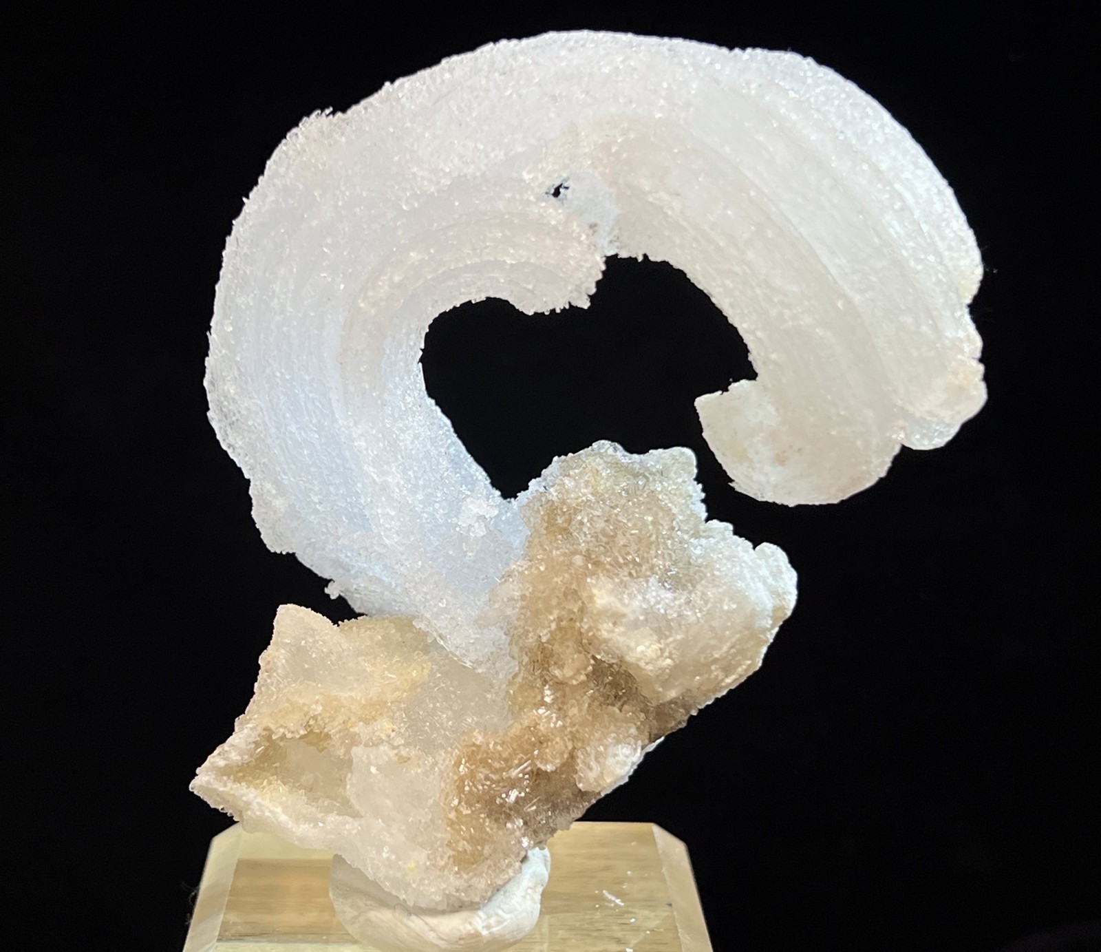 76mm ‘Ram’s Horn’ shape Selenite (Gypsum), Natural Mineral Specimen