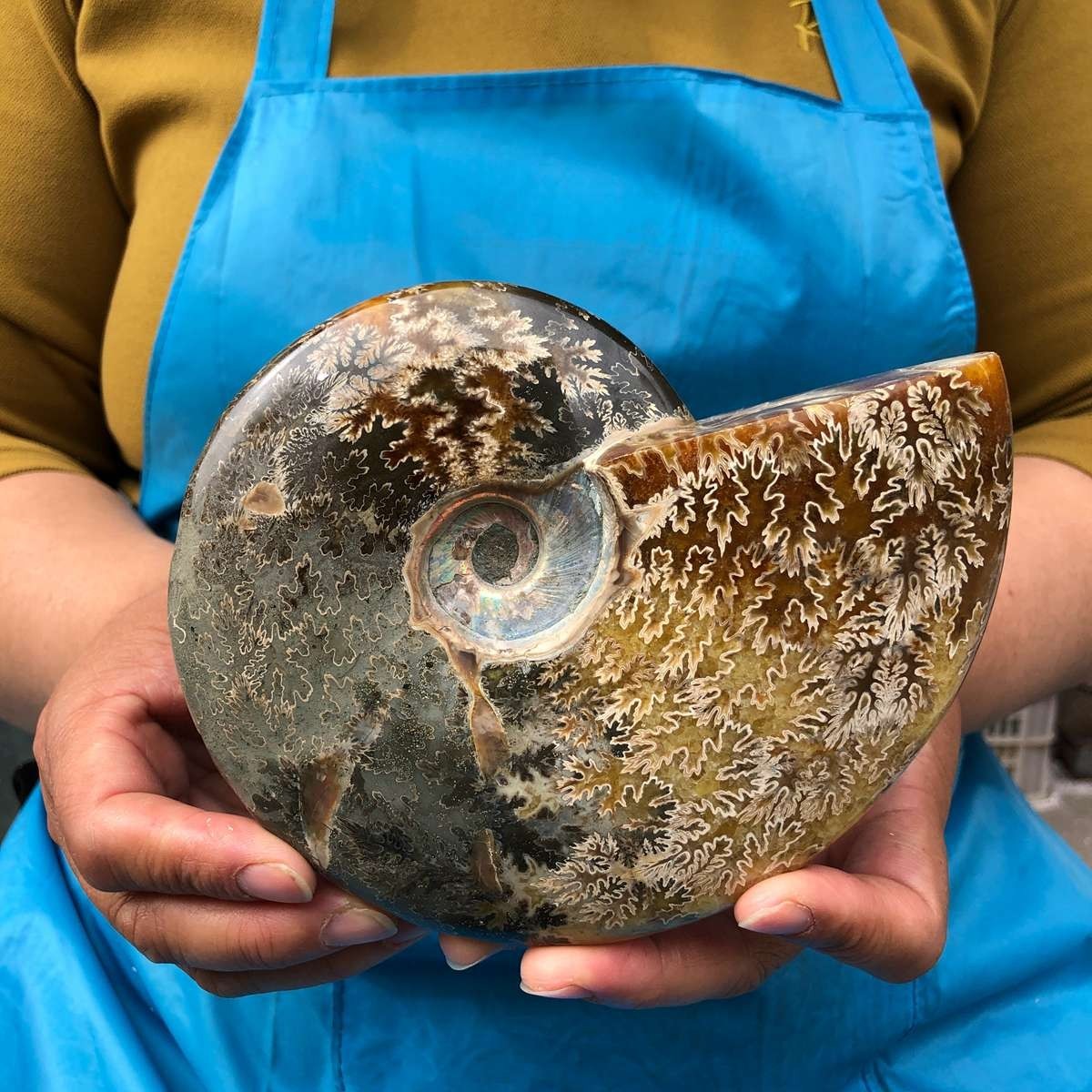 2pc 3.47LB Rare! Natural Tentacle Ammonite Specimen Healing Madagascar