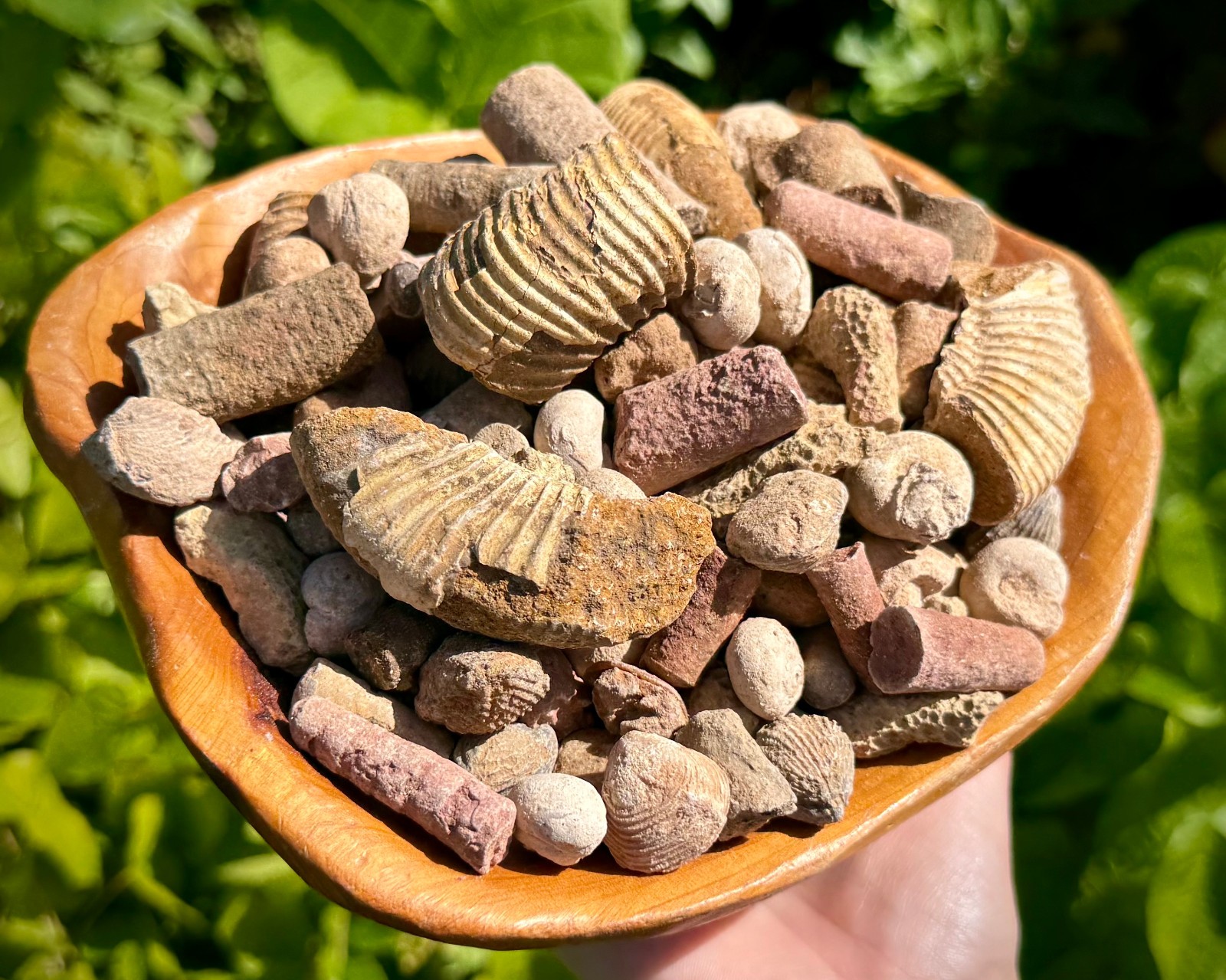 Mineral & Fossil Mining Bucket – Crystals, Fossils, Geodes and More – Gem Mining