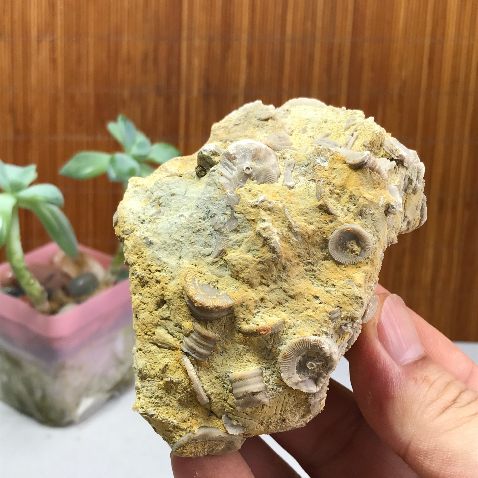 81mm Natural shell petrified rough original mineral specimens 240g A1043